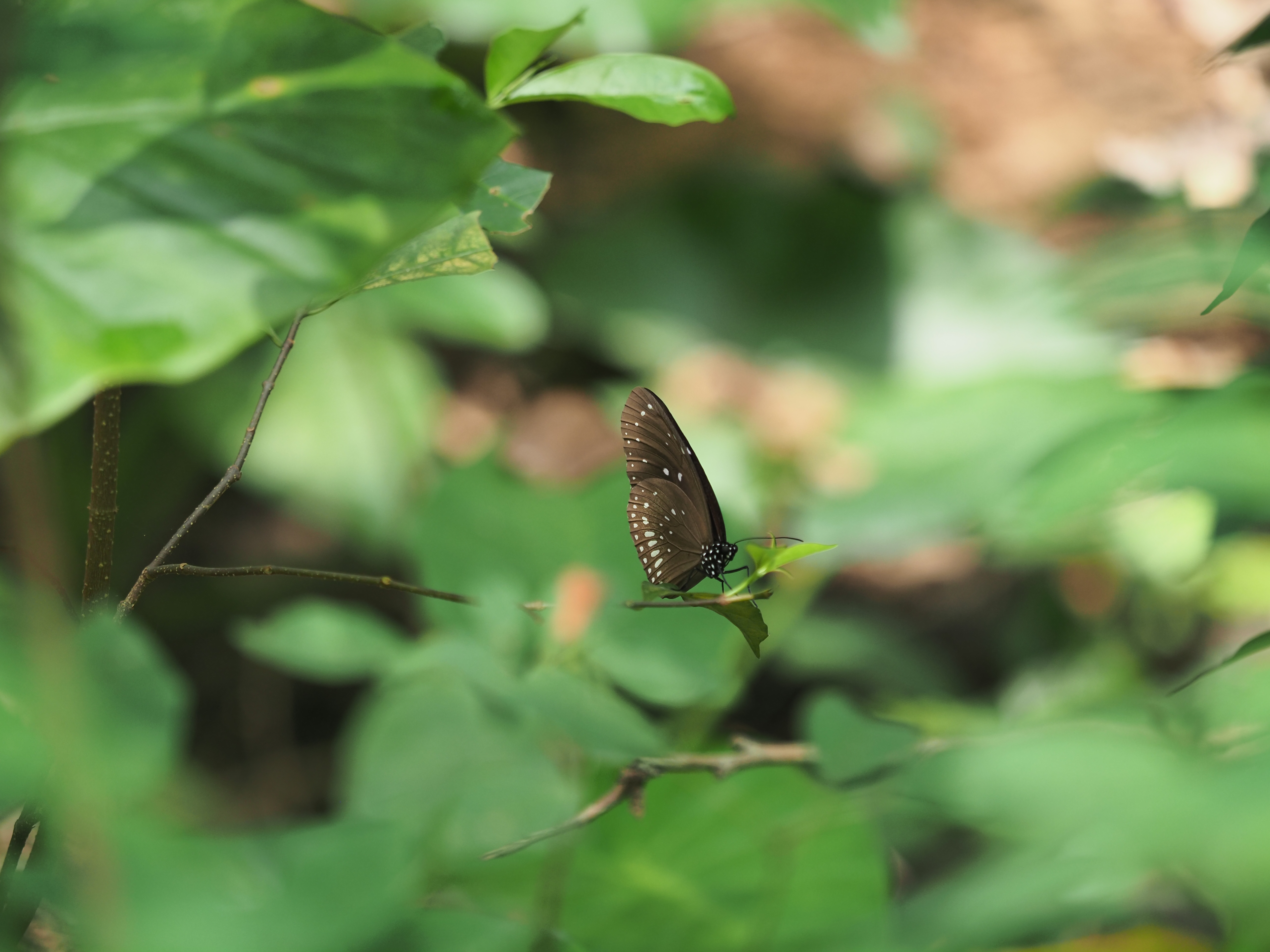 蓝点紫斑蝶