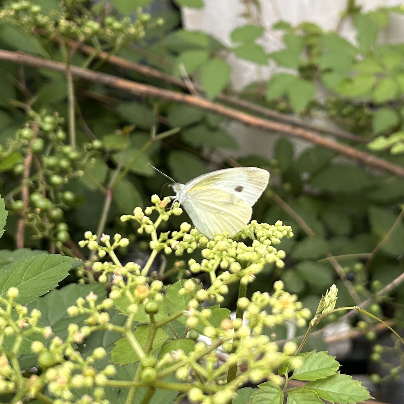 菜粉蝶