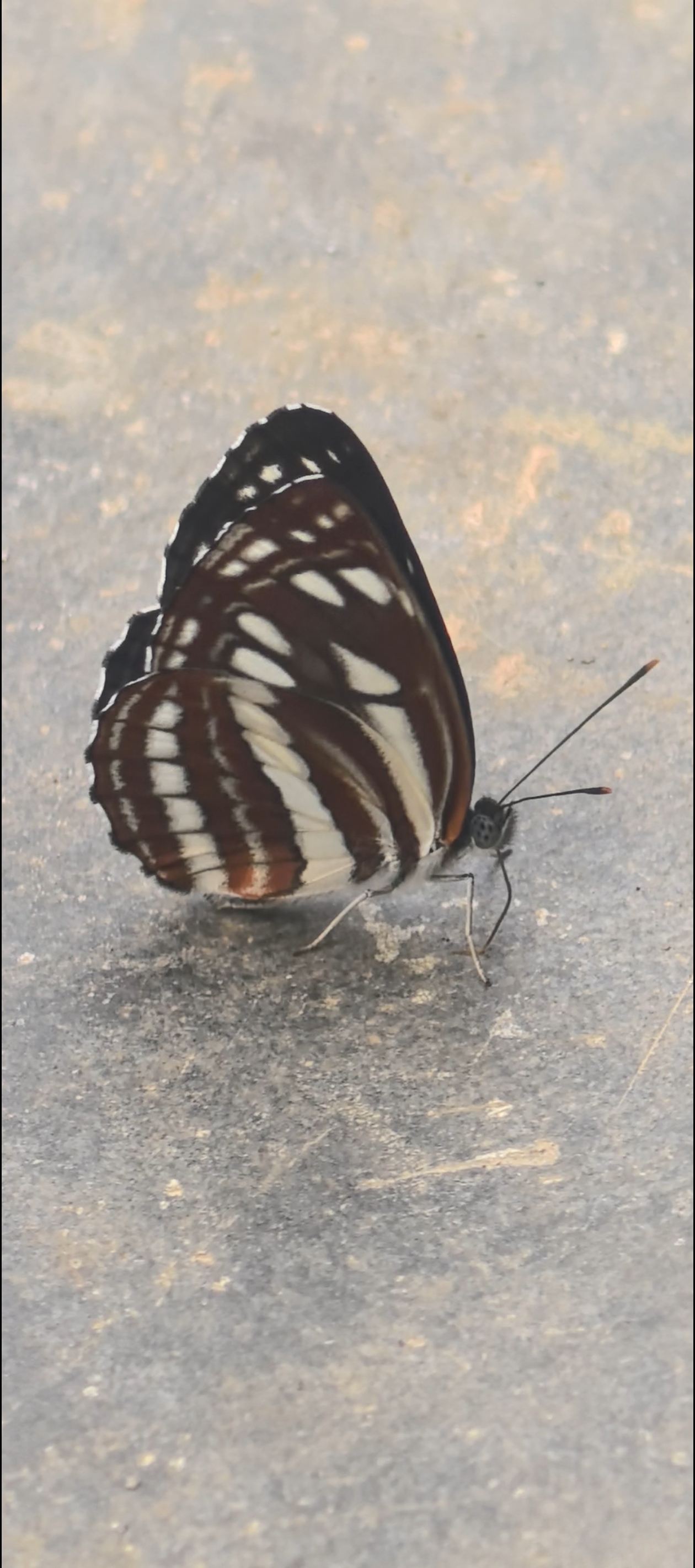 小环蛱蝶
