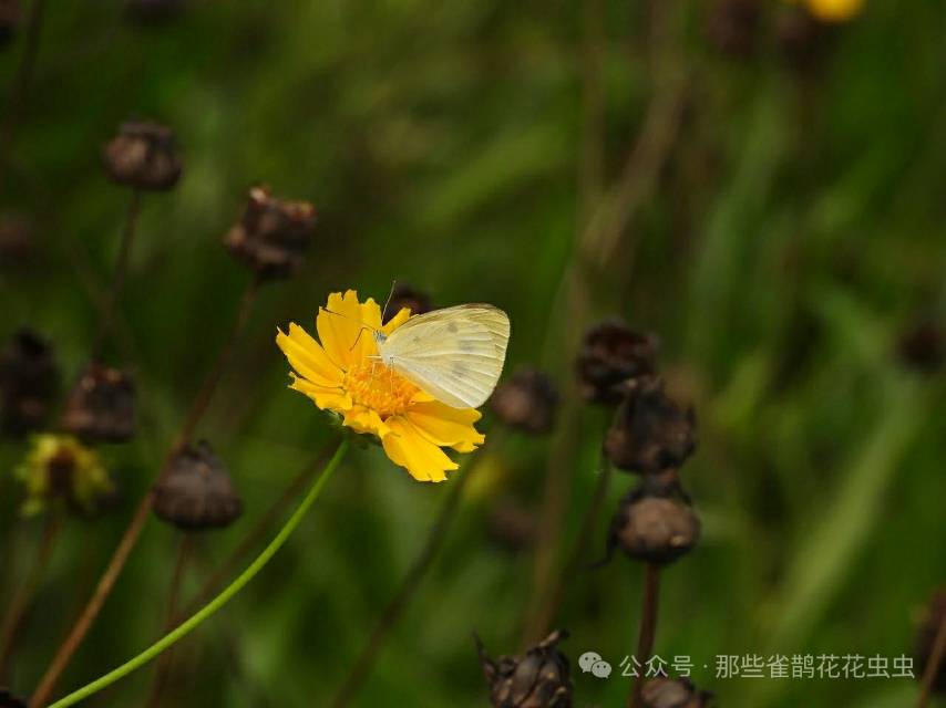 菜粉蝶