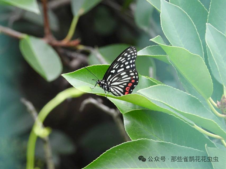黑脉蛱蝶