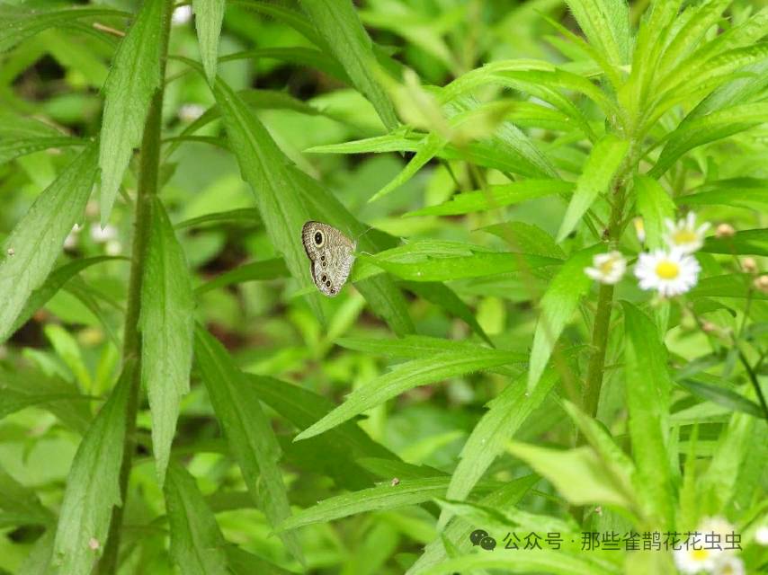 阿矍眼蝶