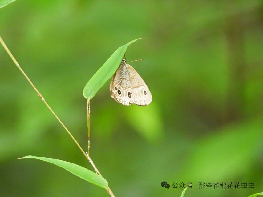 古眼蝶
