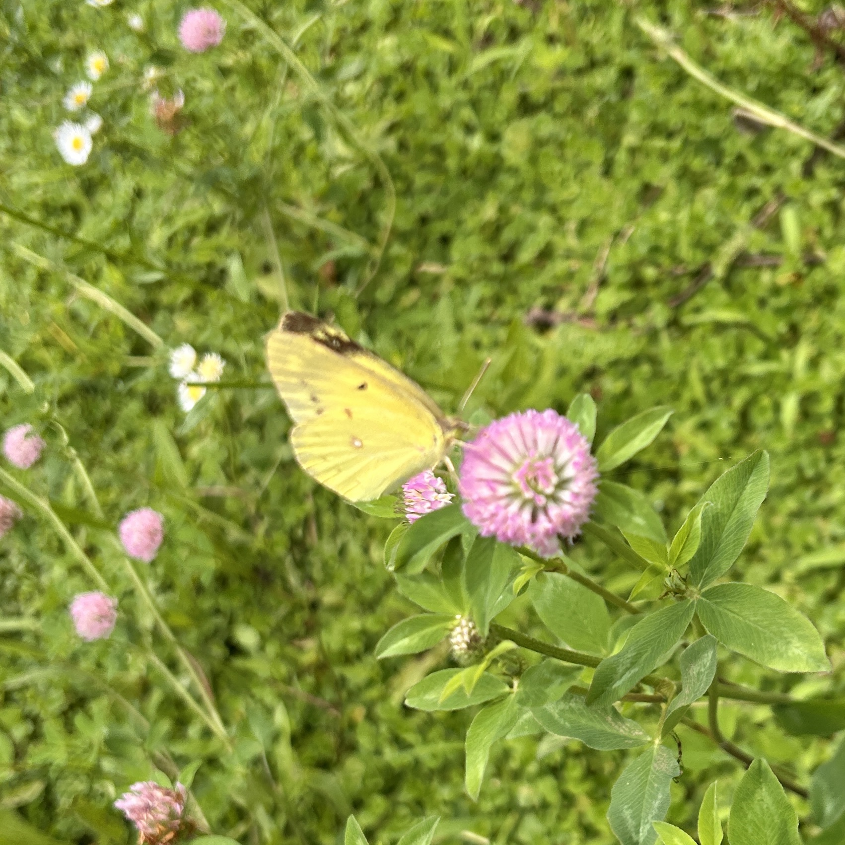 东亚豆粉蝶