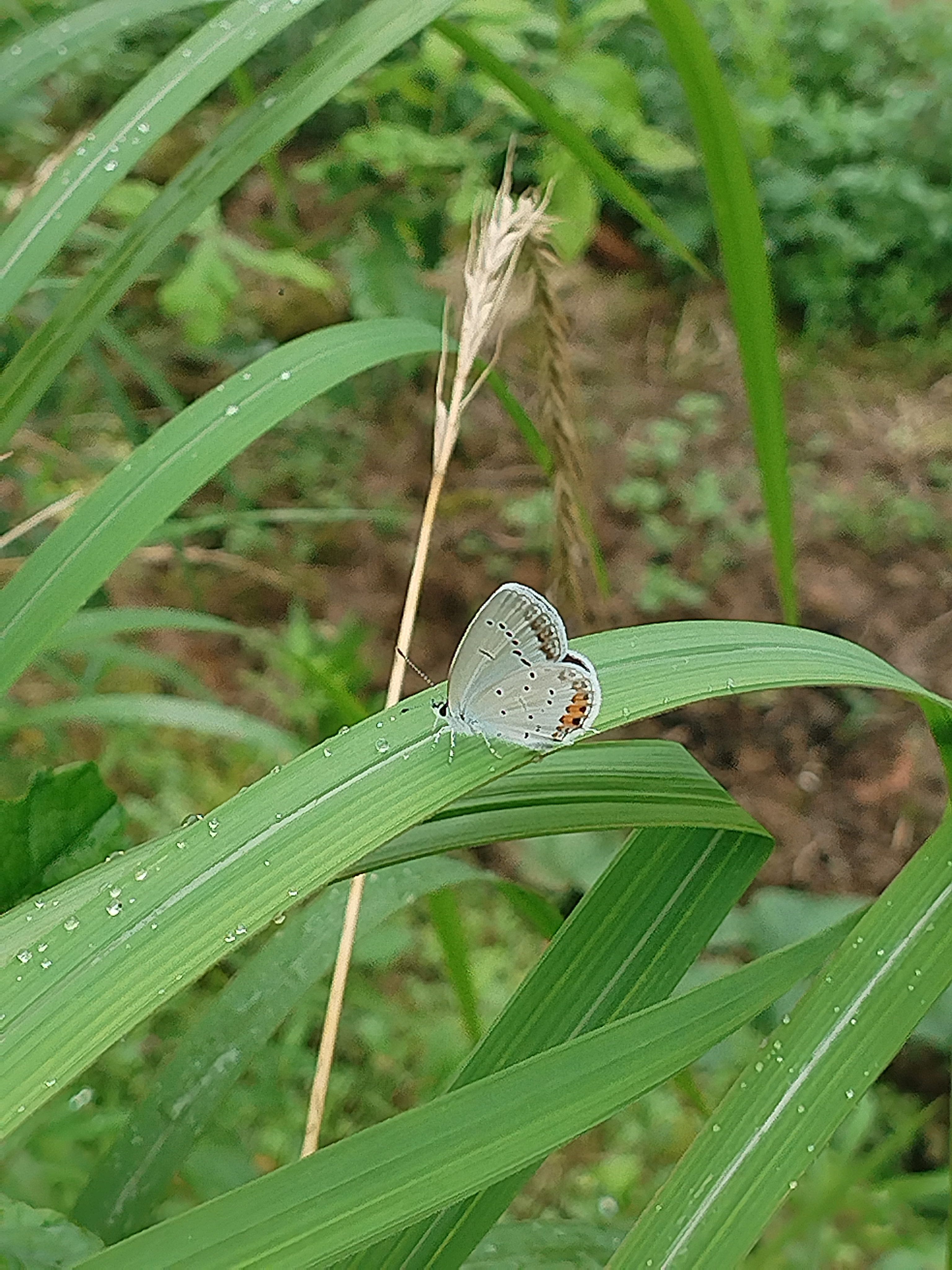 蓝灰蝶