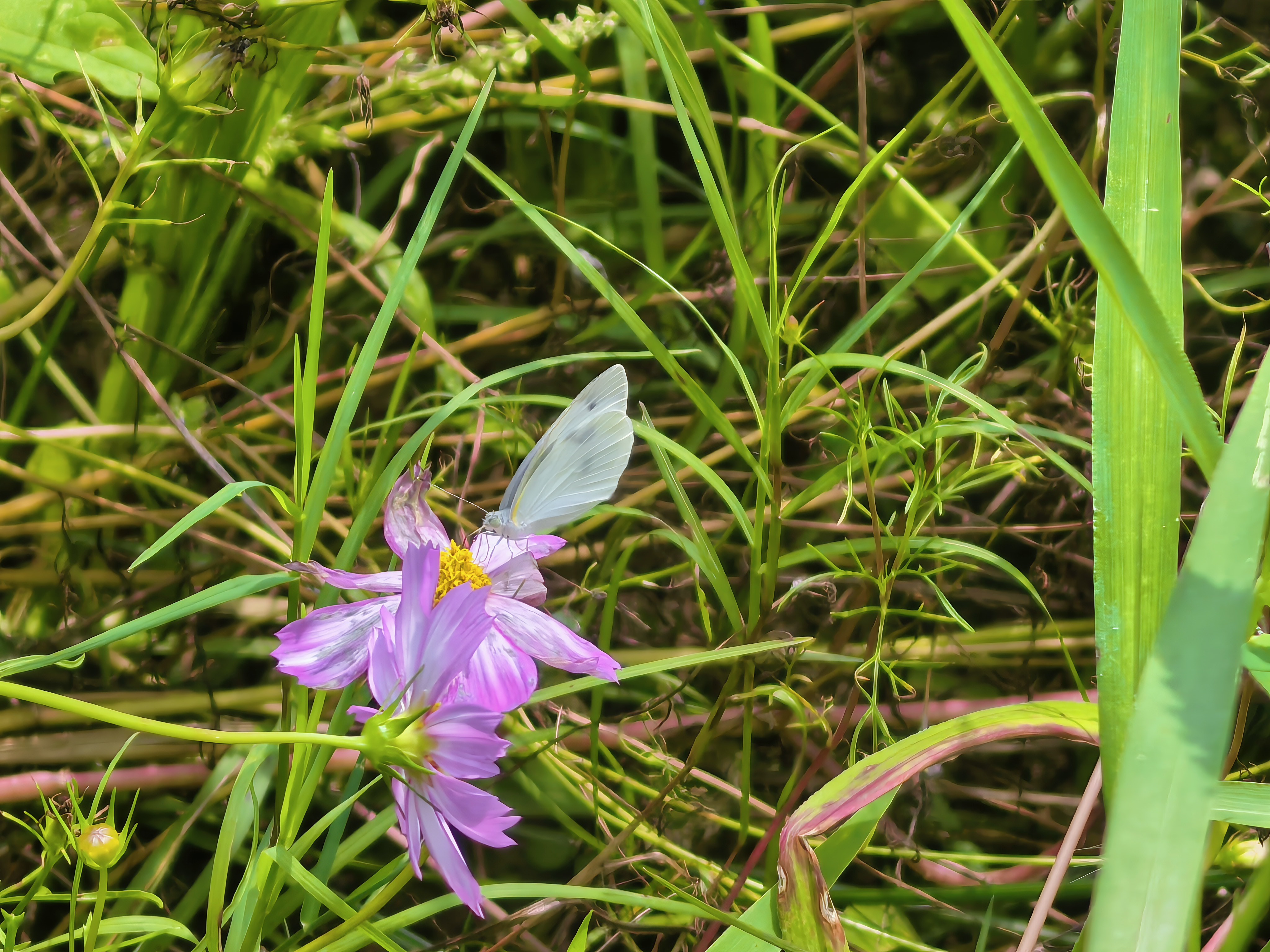 菜粉蝶