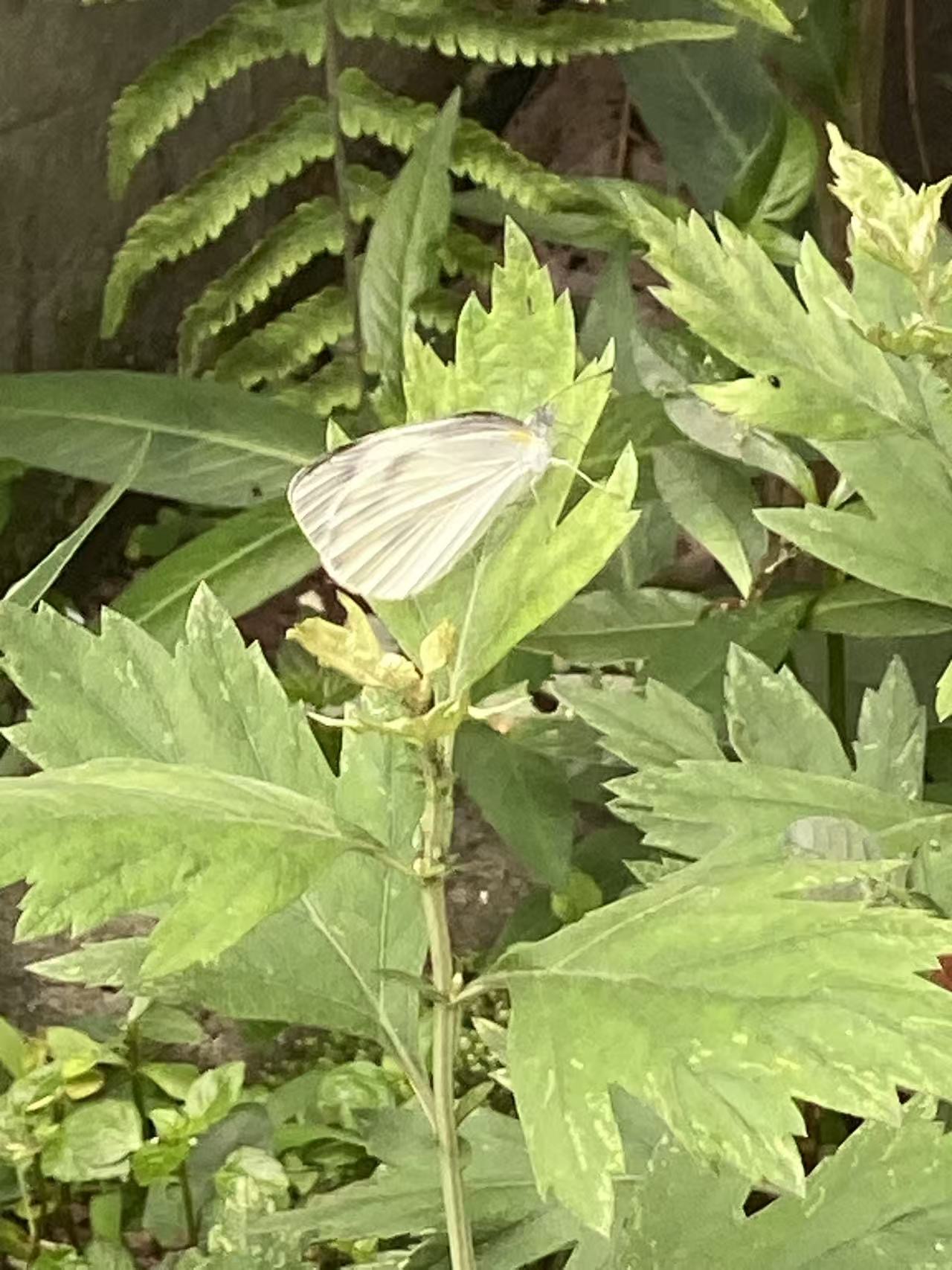 东方菜粉蝶