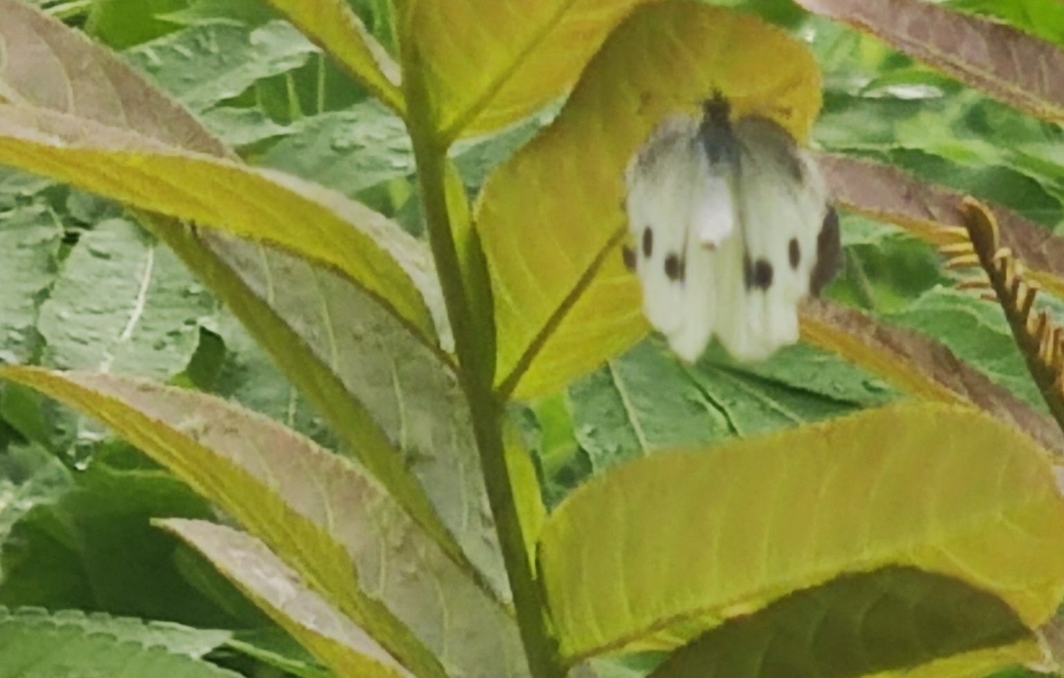 菜粉蝶