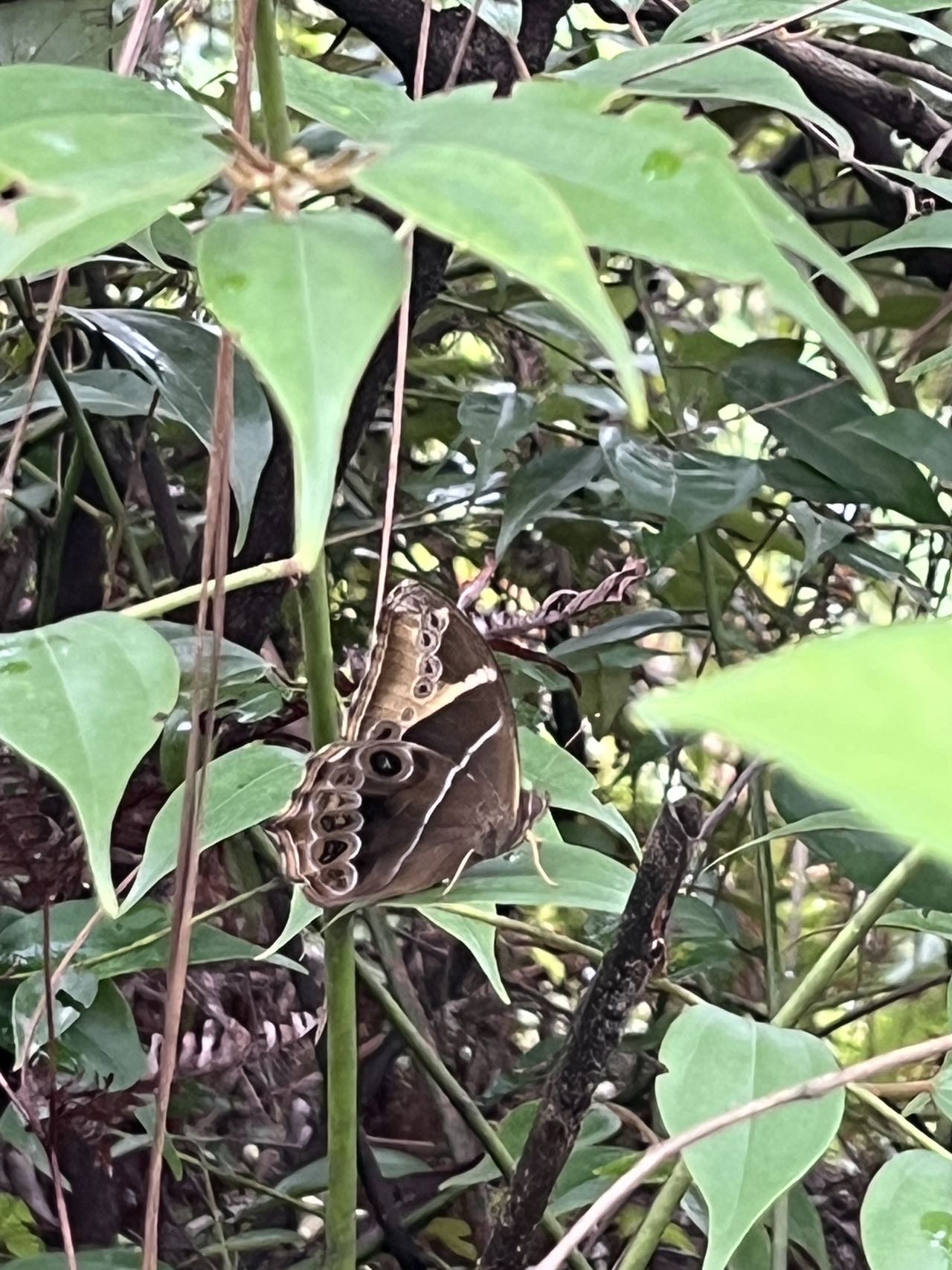 长纹黛眼蝶