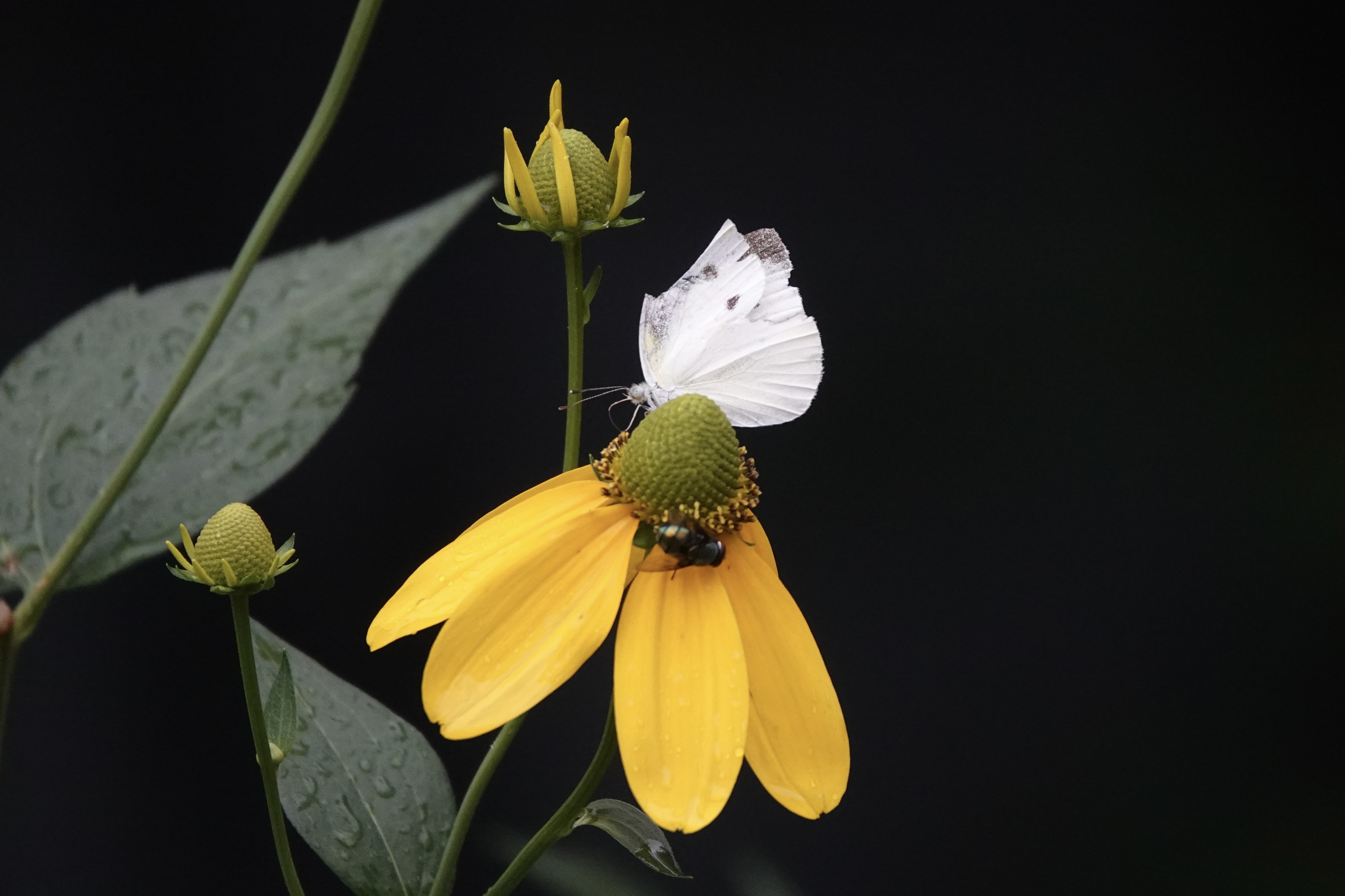 菜粉蝶