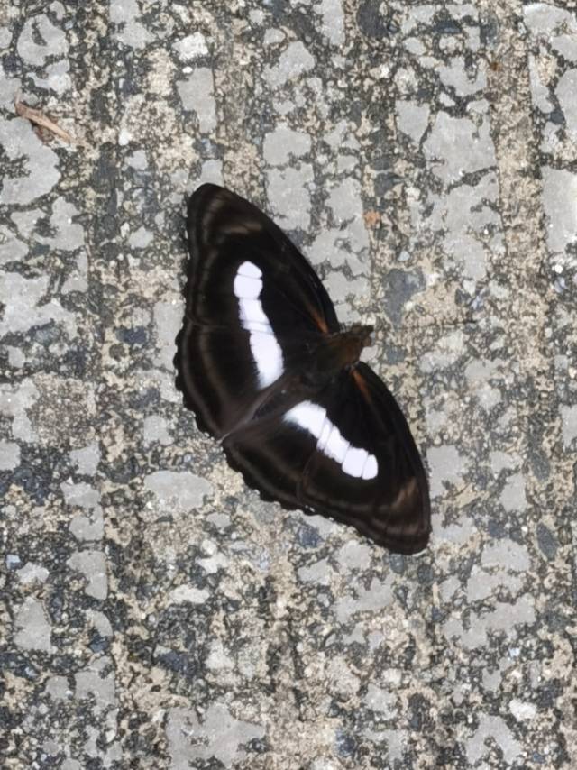 孤斑带蛱蝶