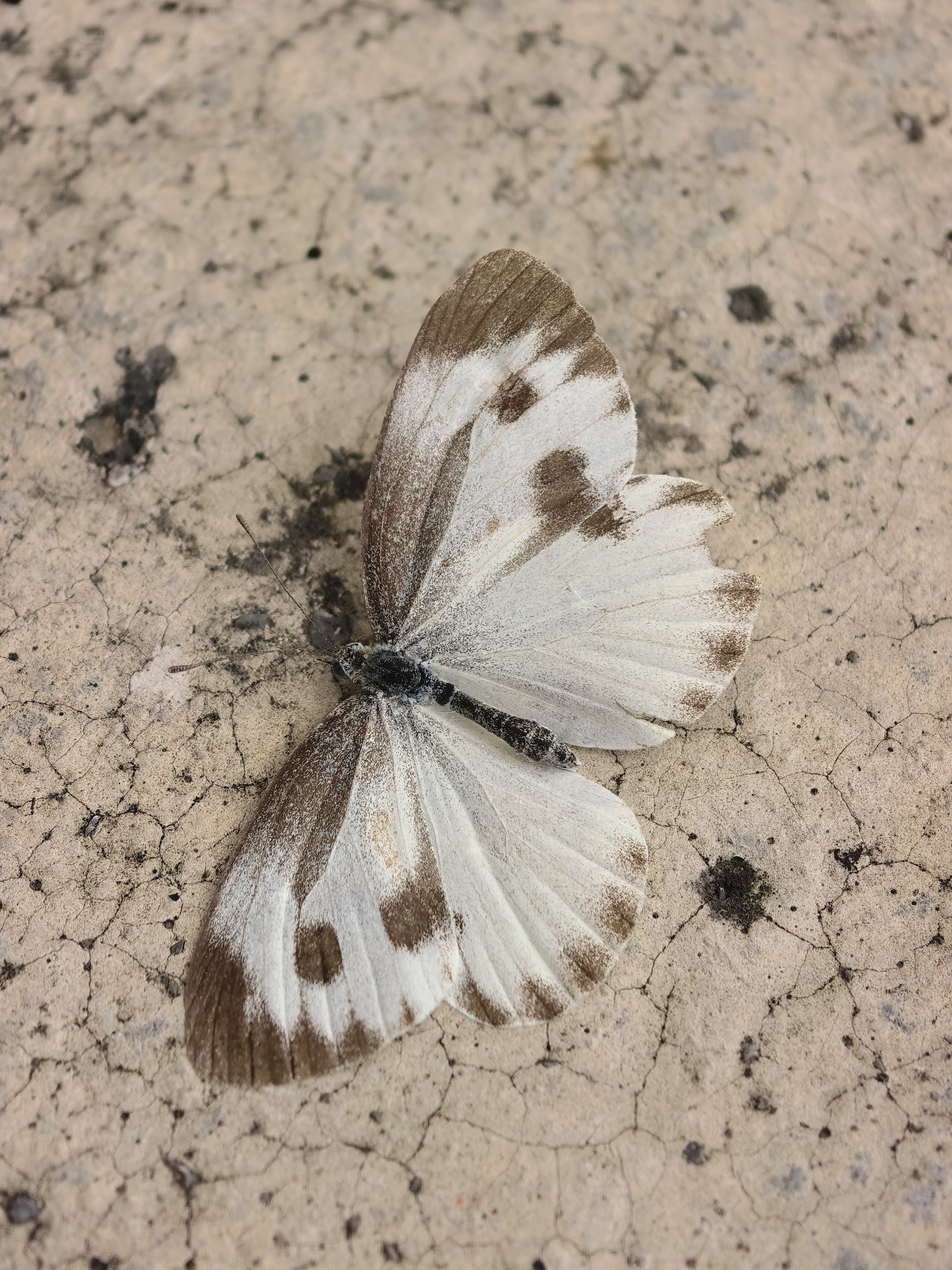 东方菜粉蝶