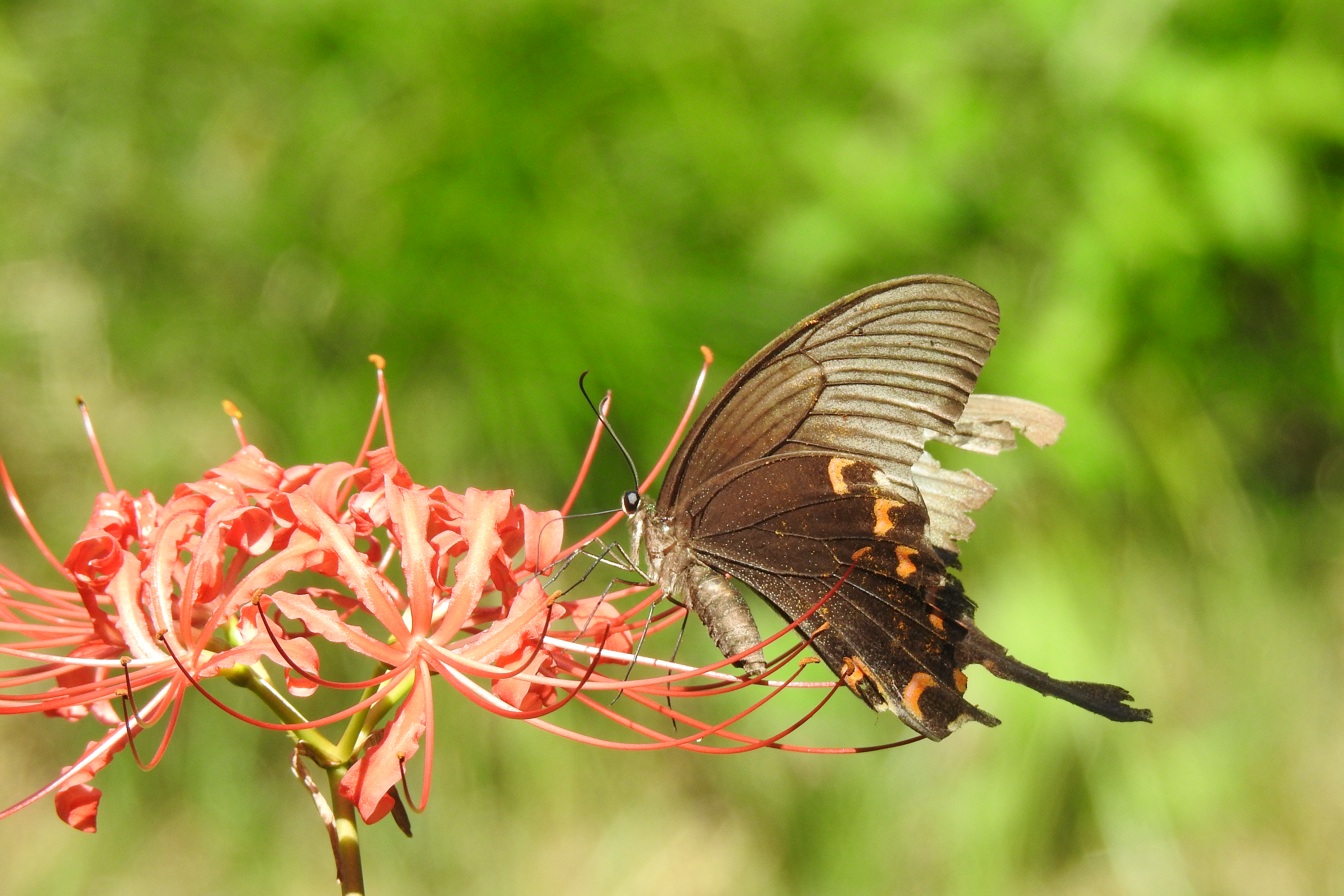 碧凤蝶