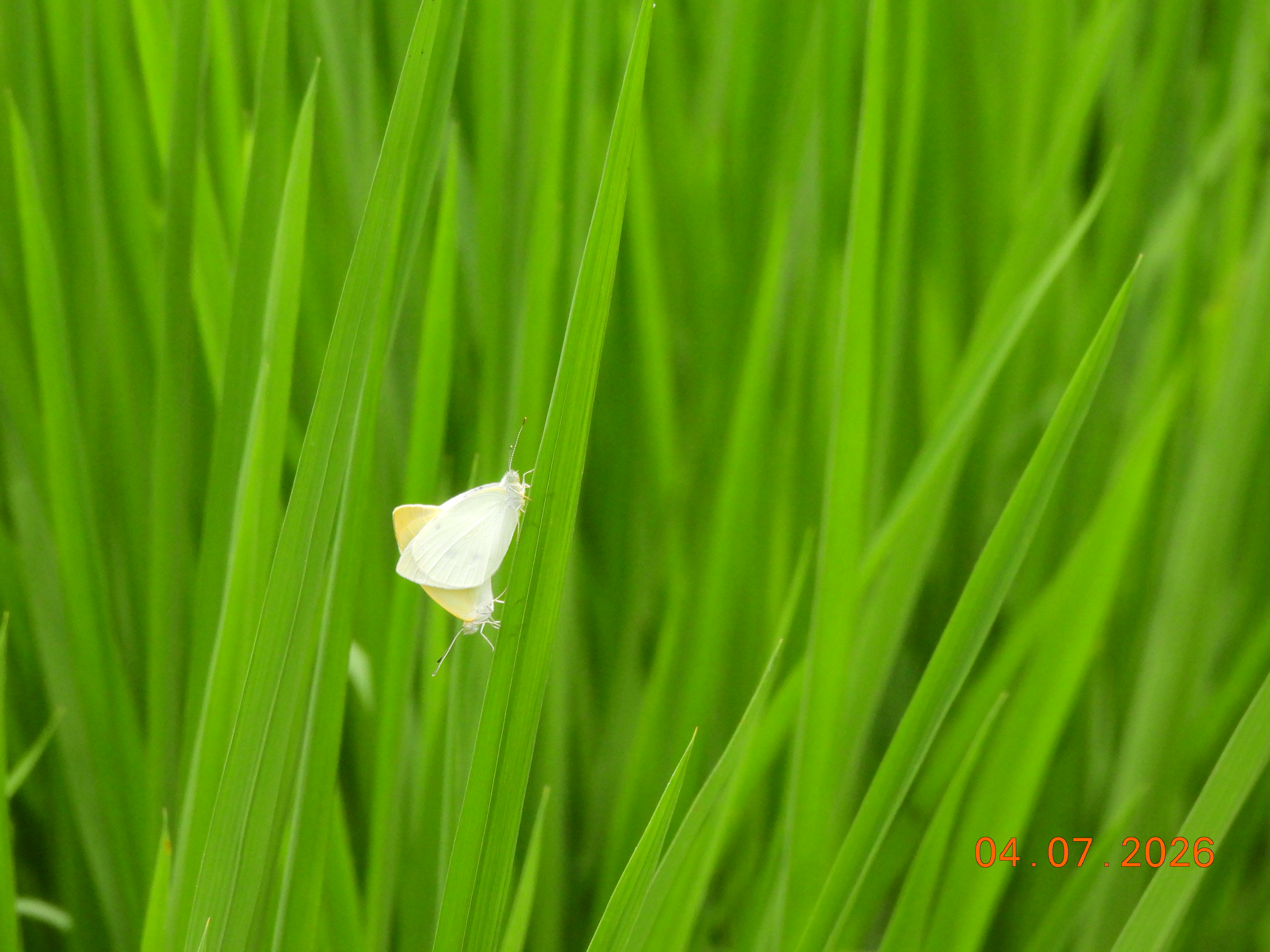 菜粉蝶