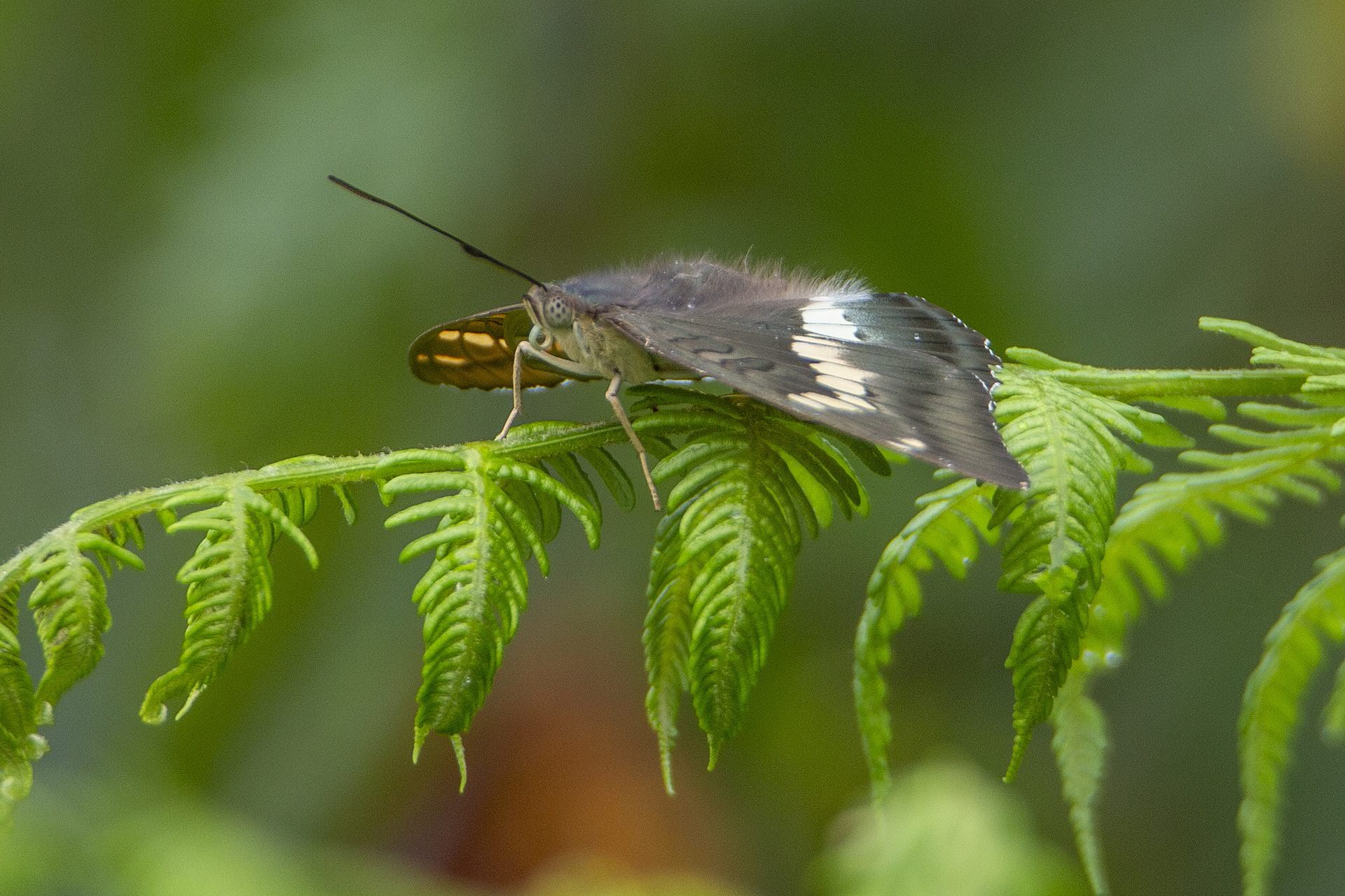 新颖翠蛱蝶