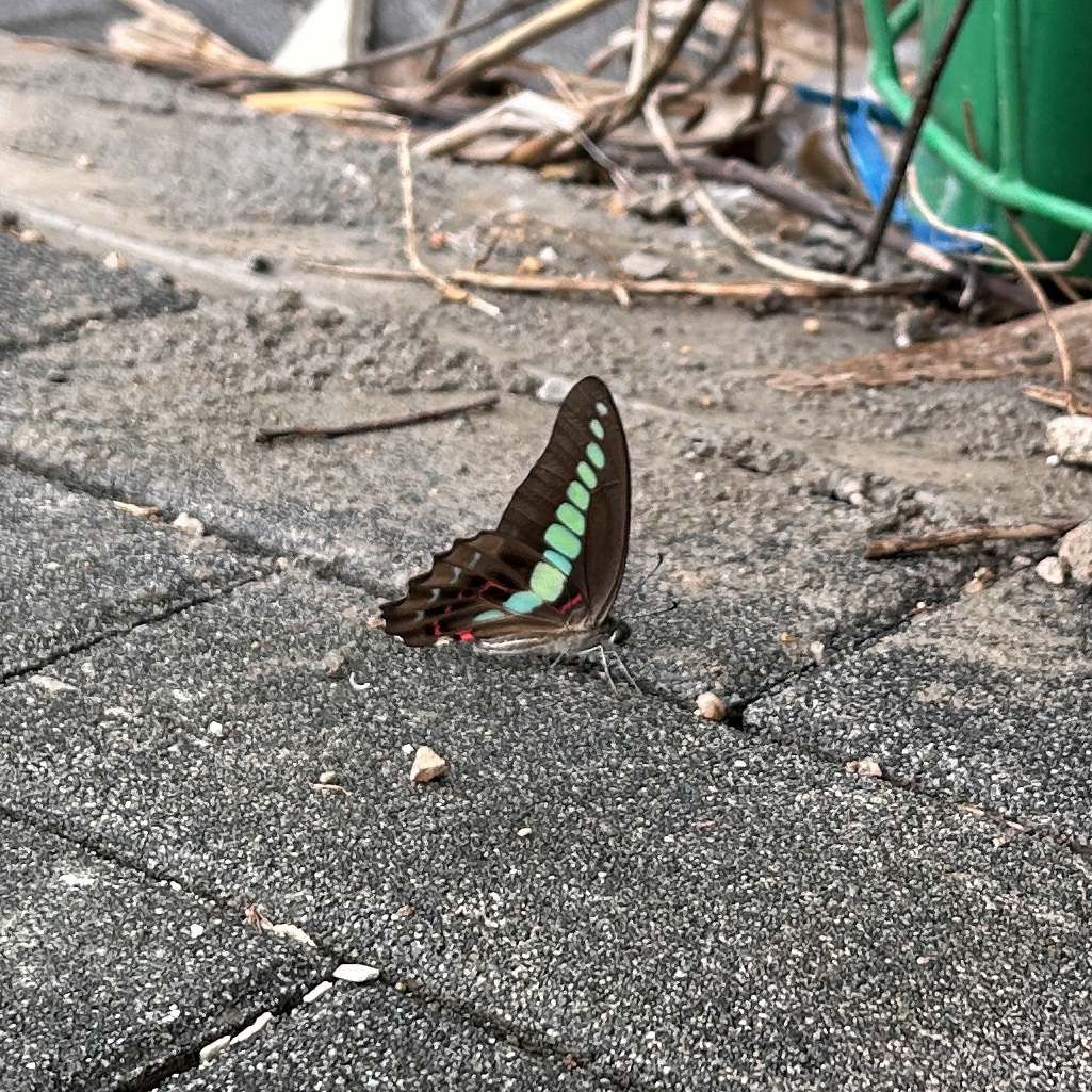 青凤蝶