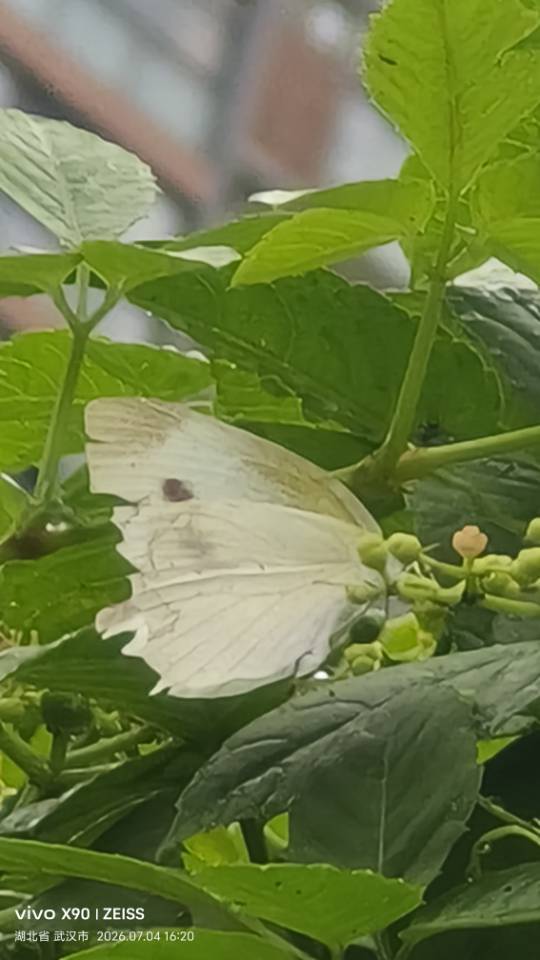菜粉蝶
