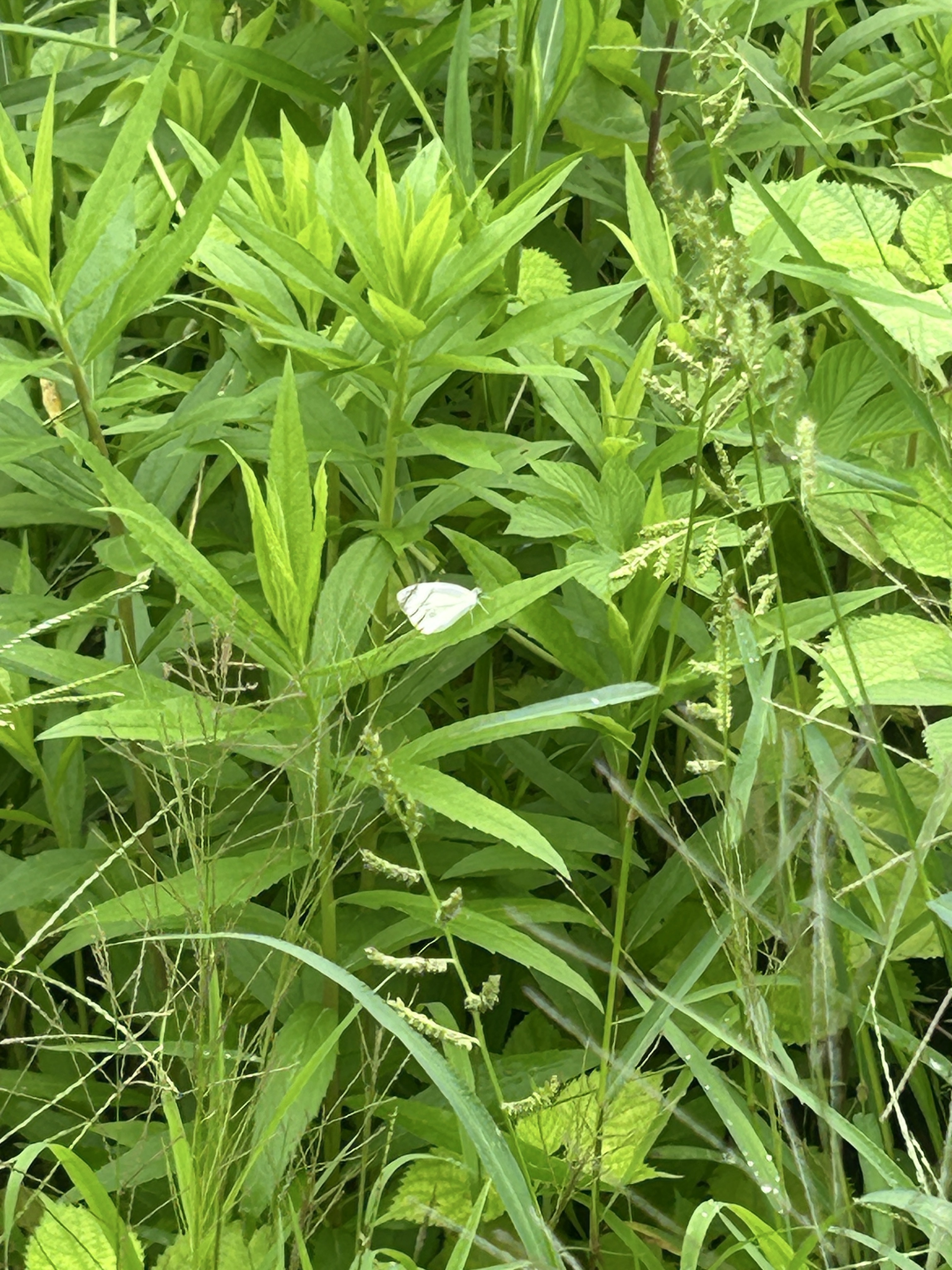 粉蝶属未定种