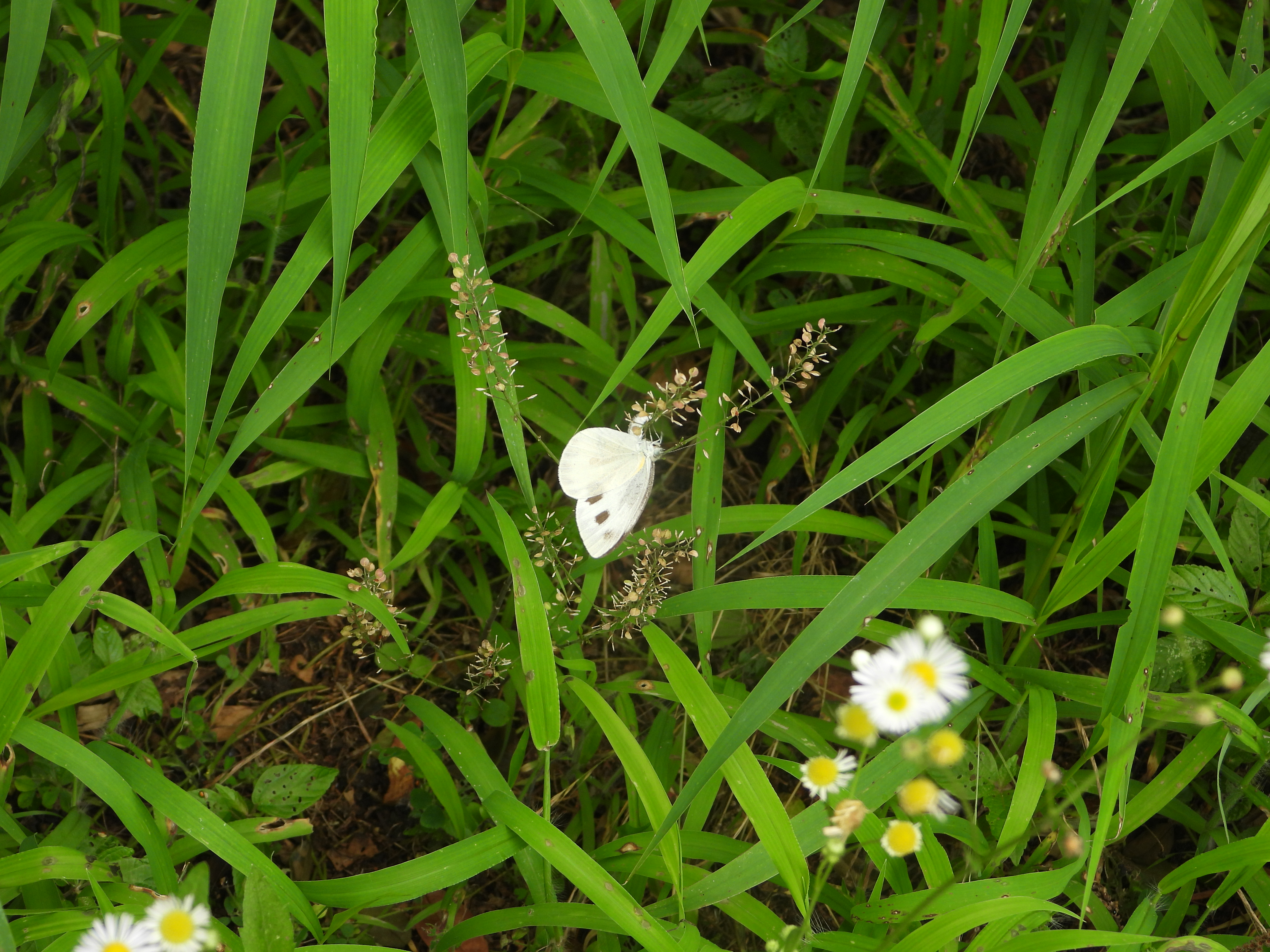 东方菜粉蝶