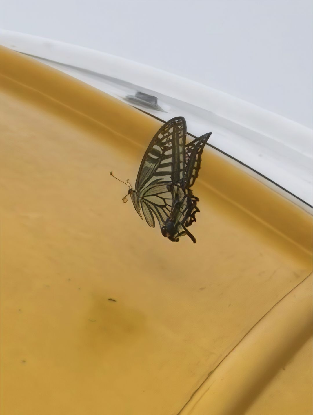 柑橘凤蝶