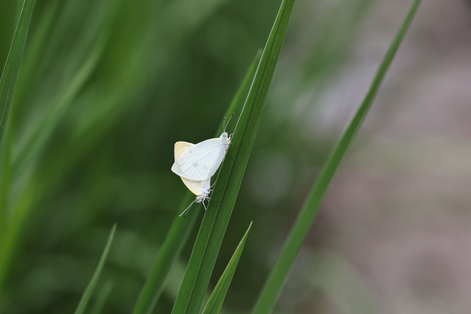 菜粉蝶