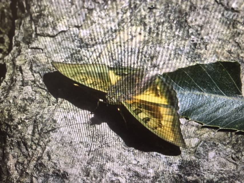 峨眉翠蛱蝶