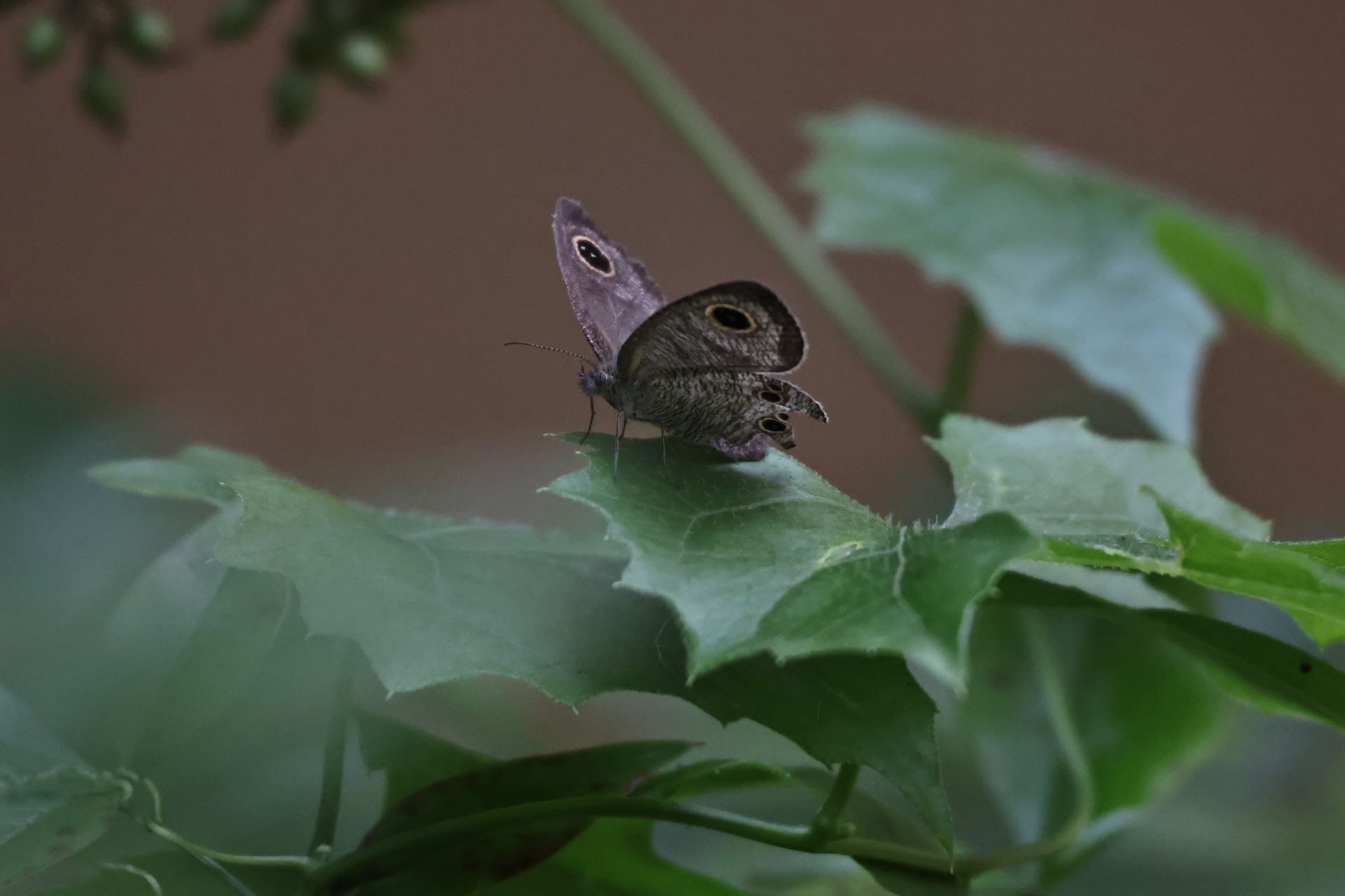 阿矍眼蝶