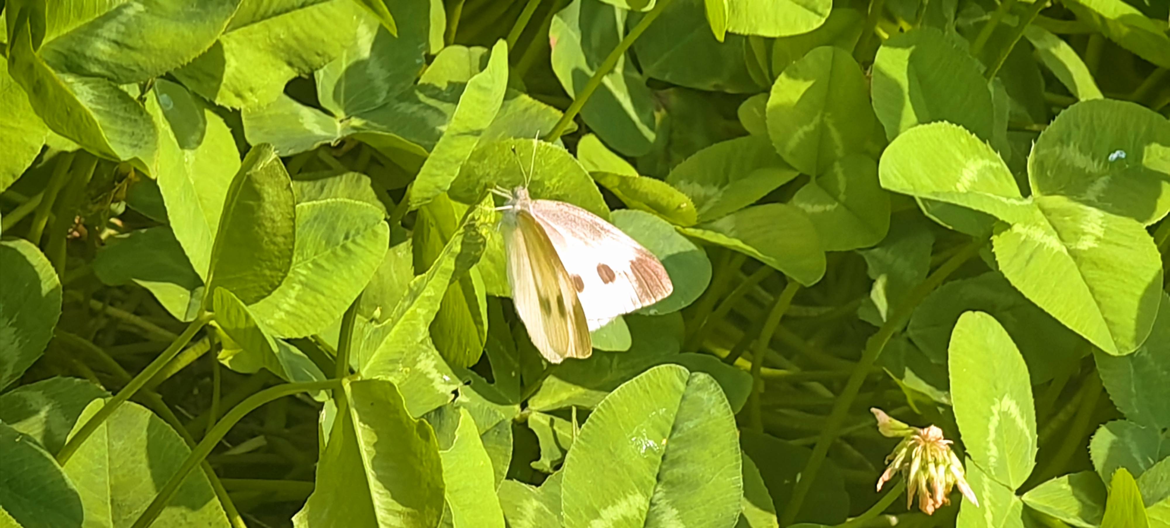 菜粉蝶