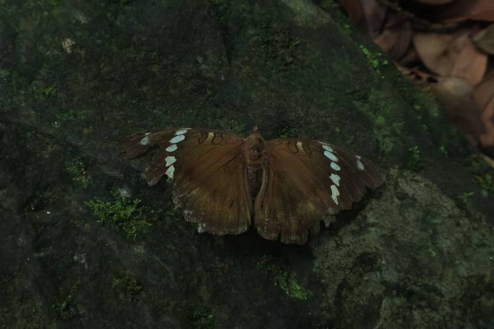 褐蓓翠蛱蝶