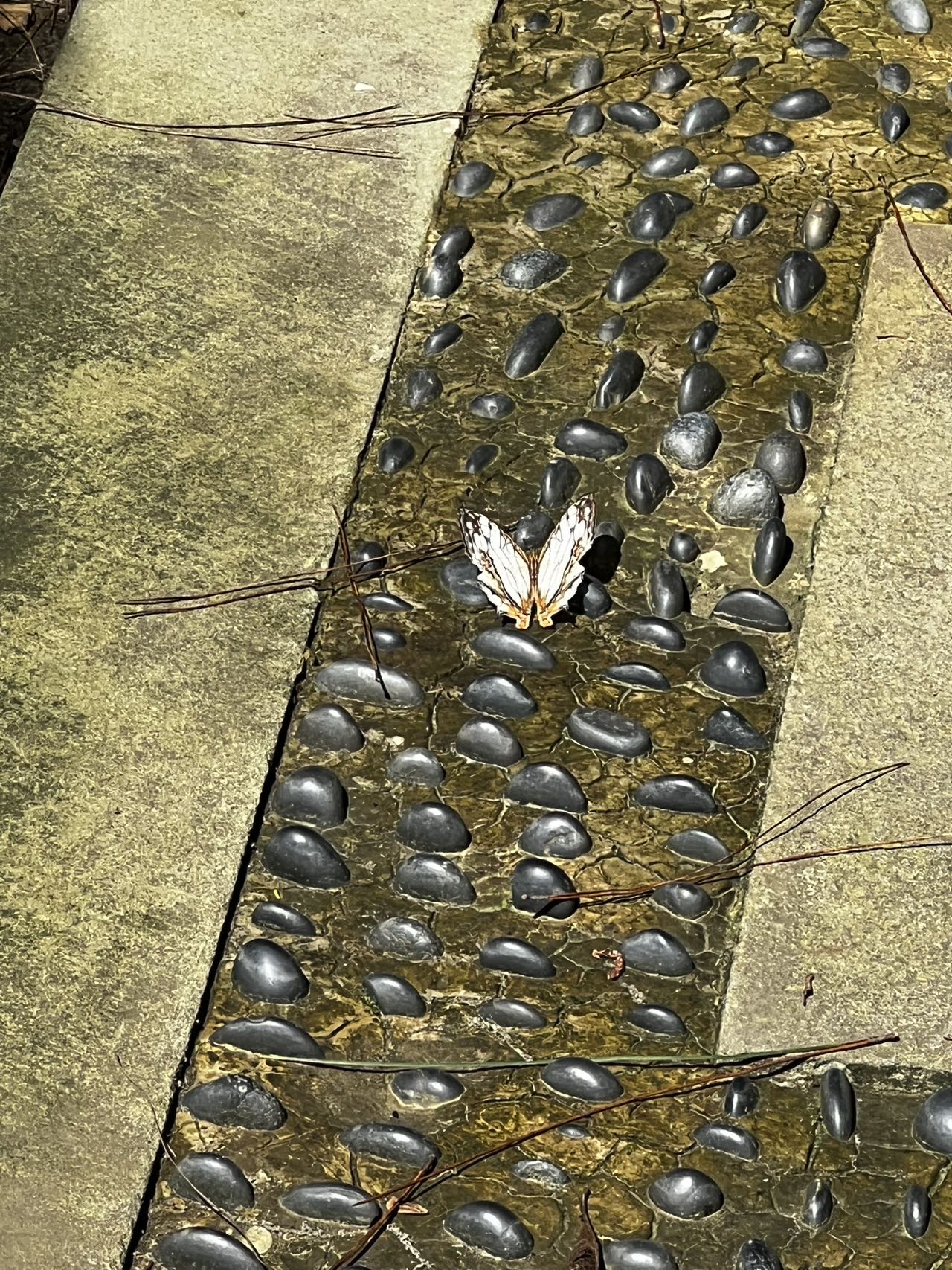 网丝蛱蝶