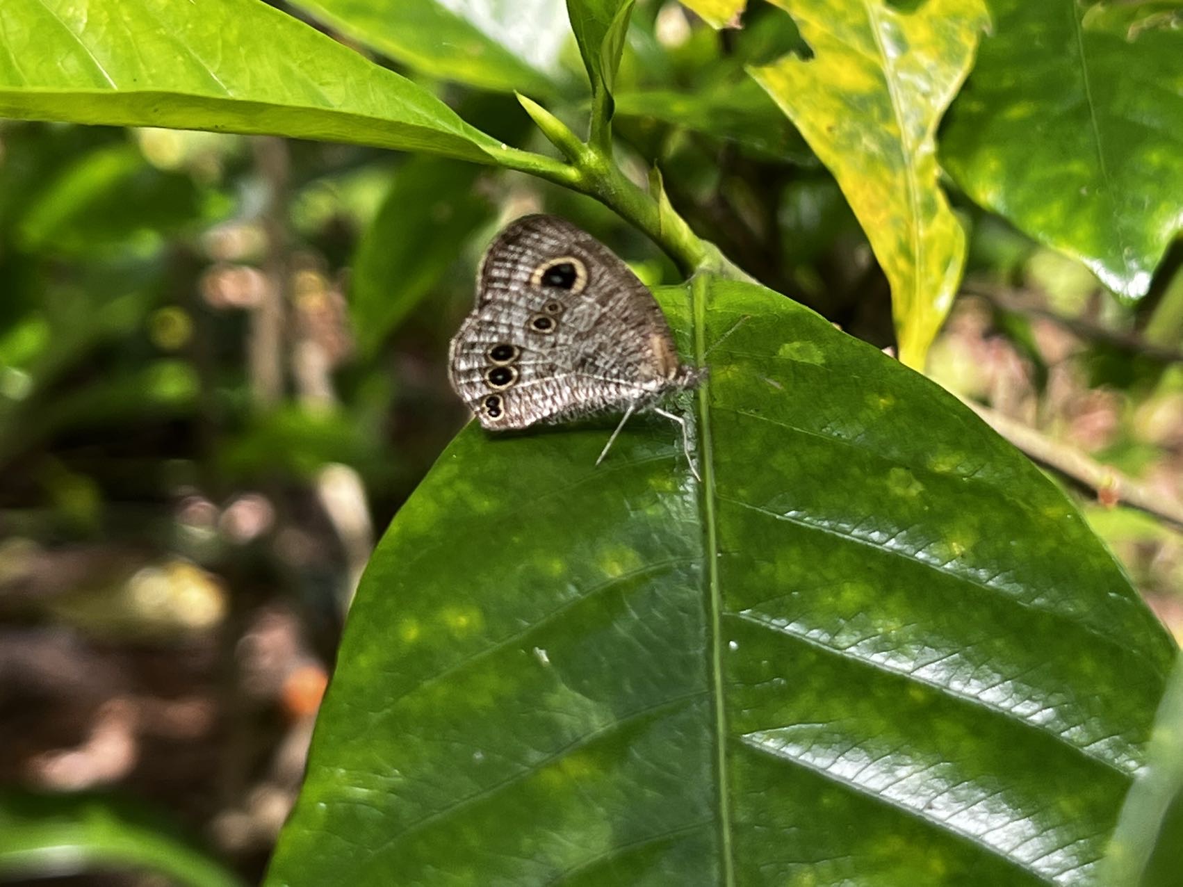 矍眼蝶