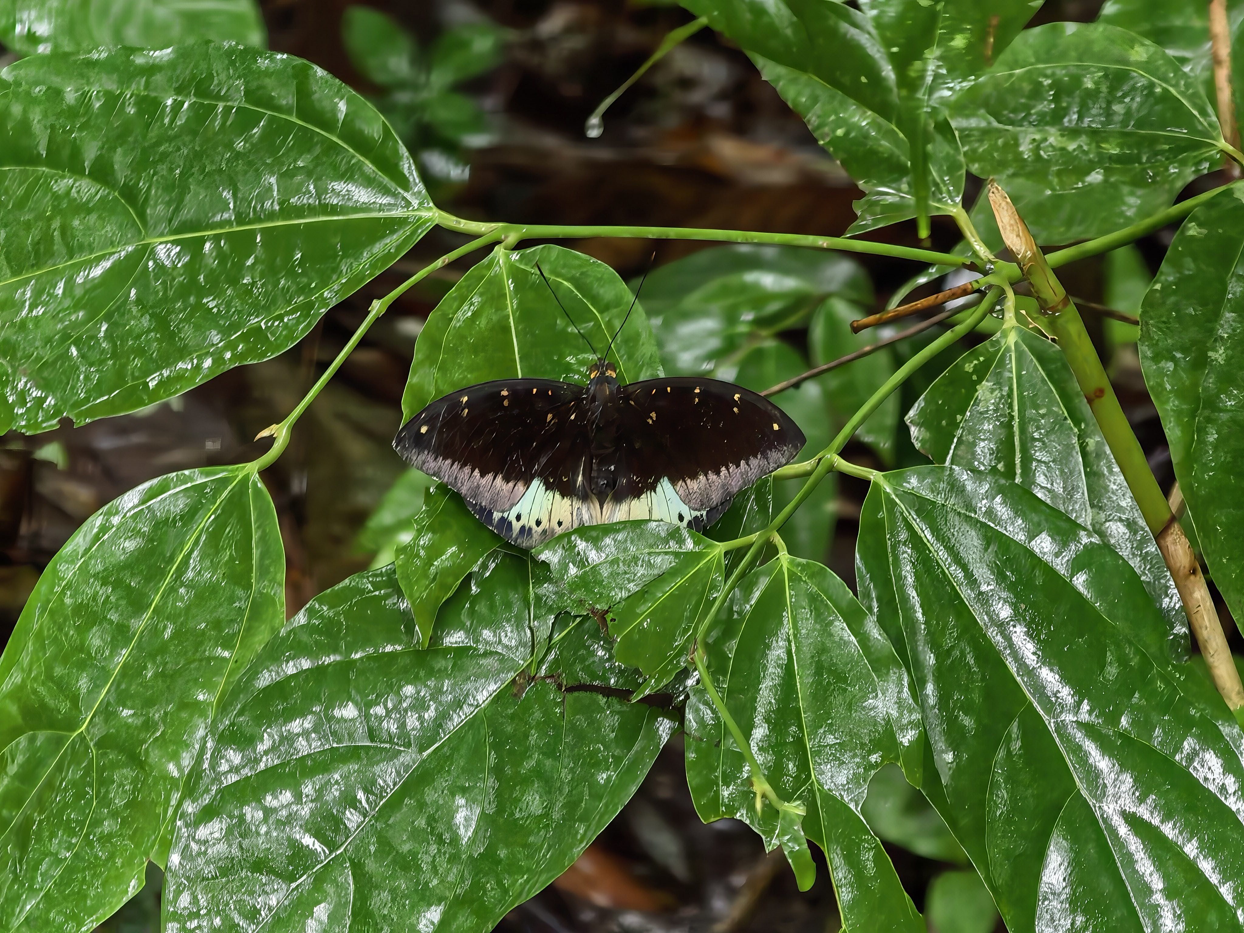 小豹律蛱蝶