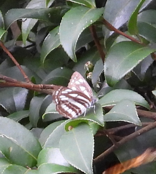 小环蛱蝶
