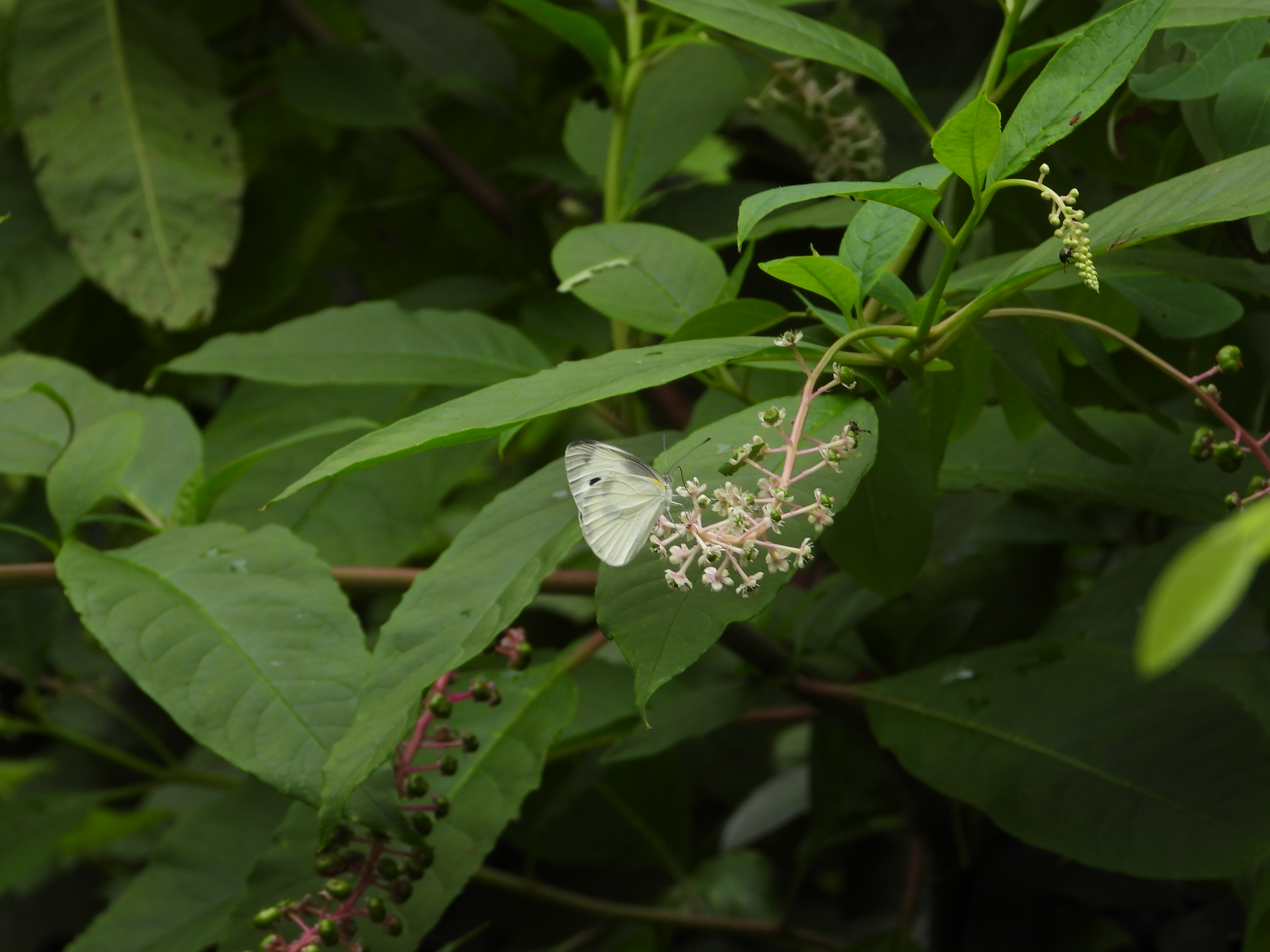 东方菜粉蝶