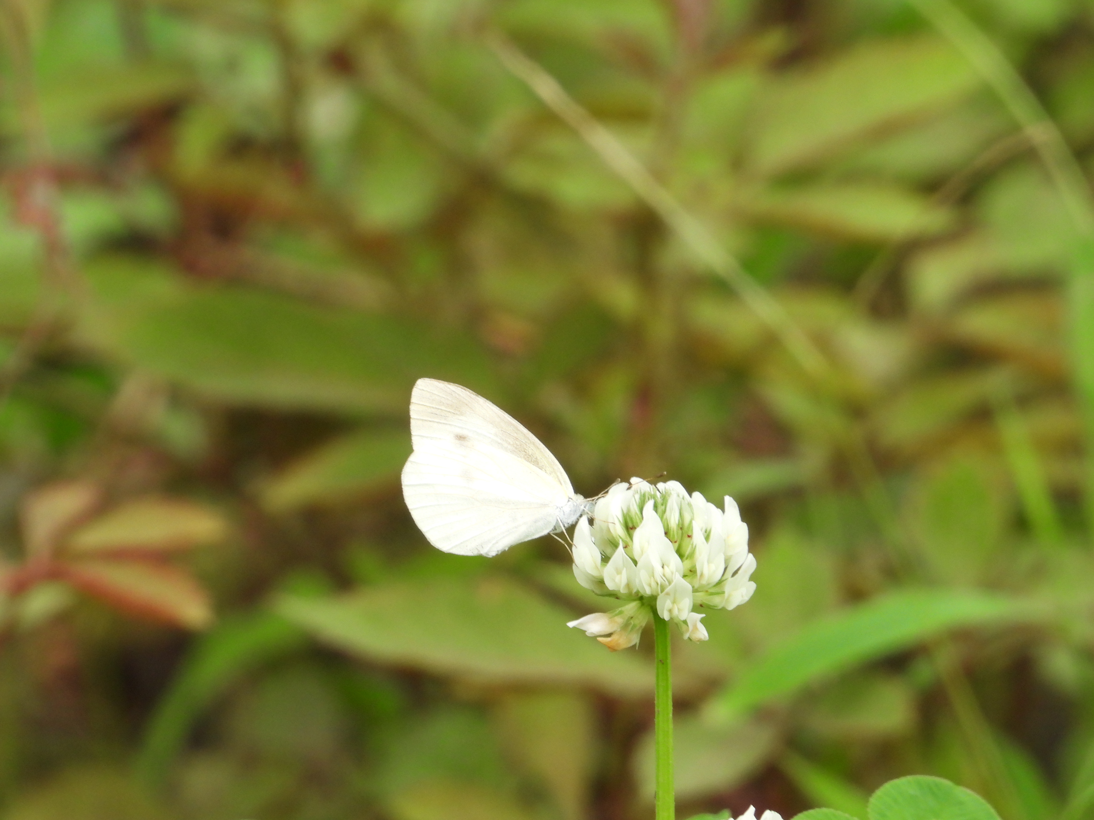 菜粉蝶