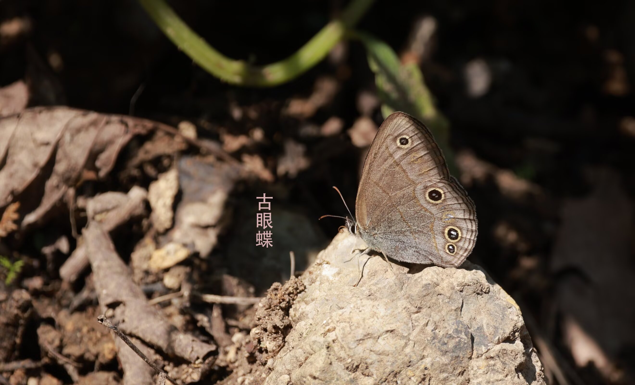 古眼蝶的公开观测照片