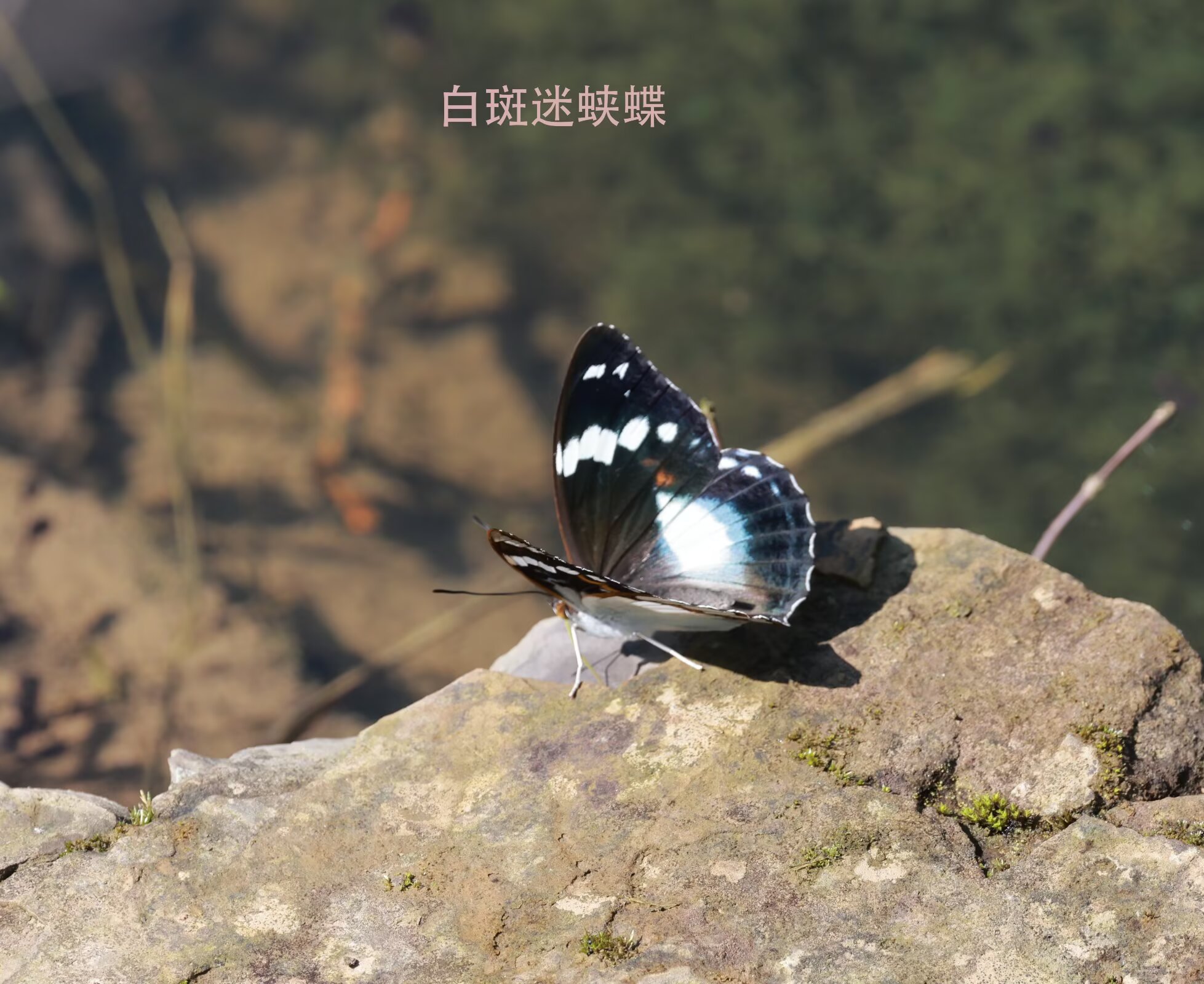 白斑迷蛱蝶