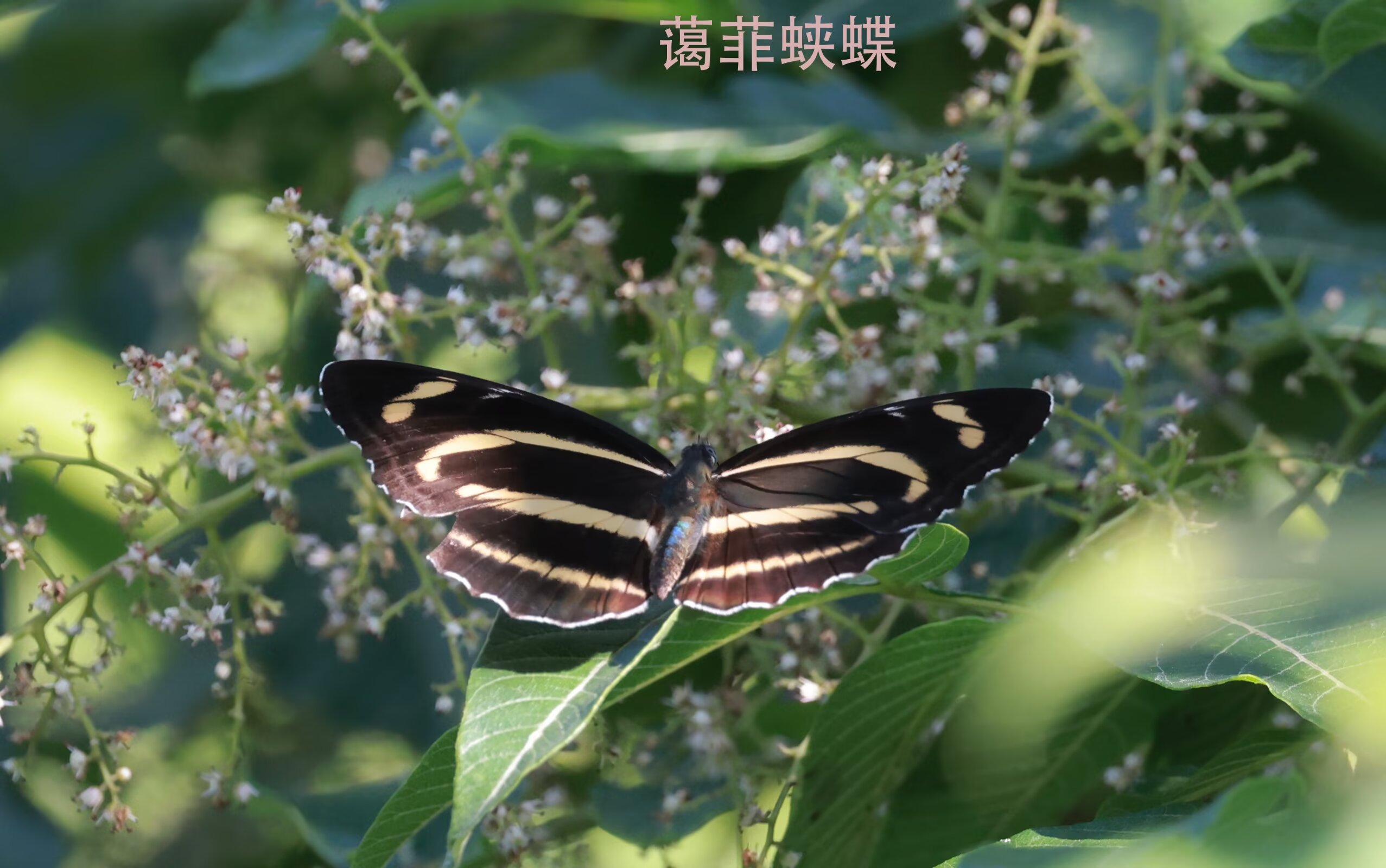 蔼菲蛱蝶