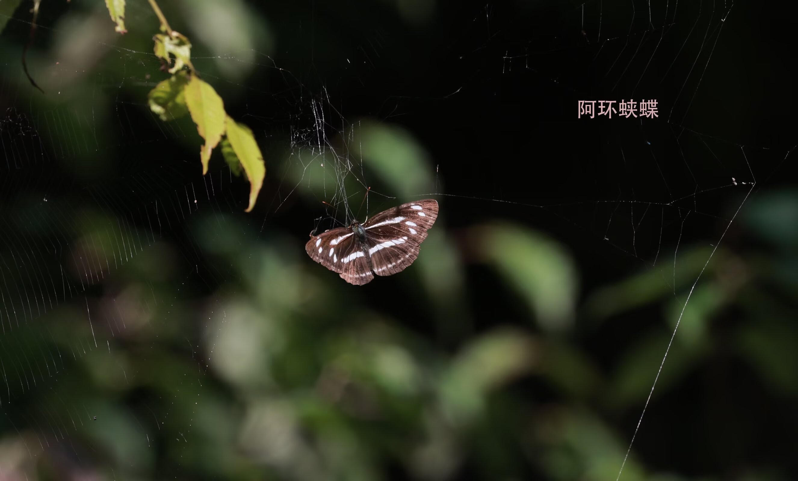 司环蛱蝶