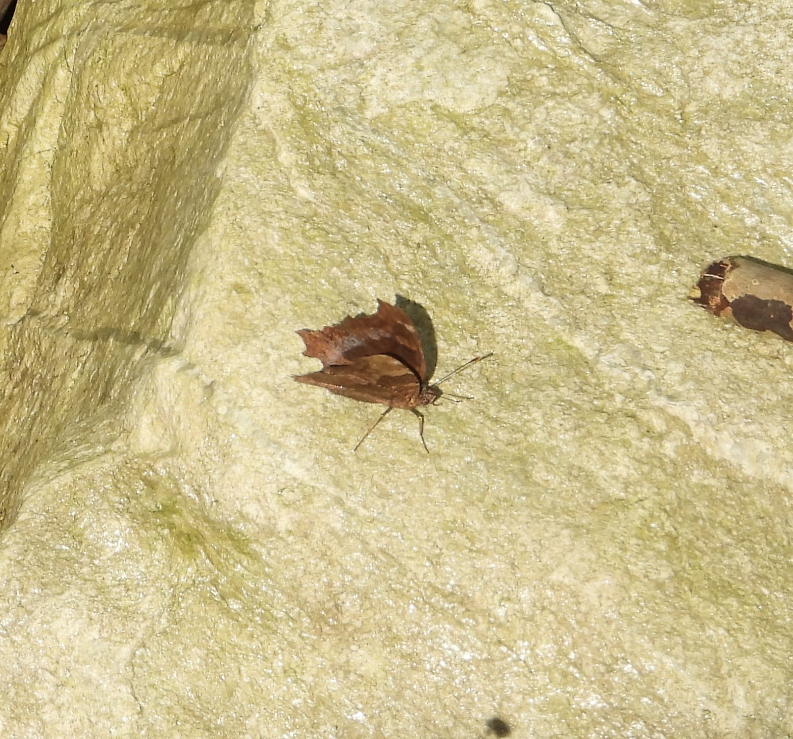 琉璃蛱蝶