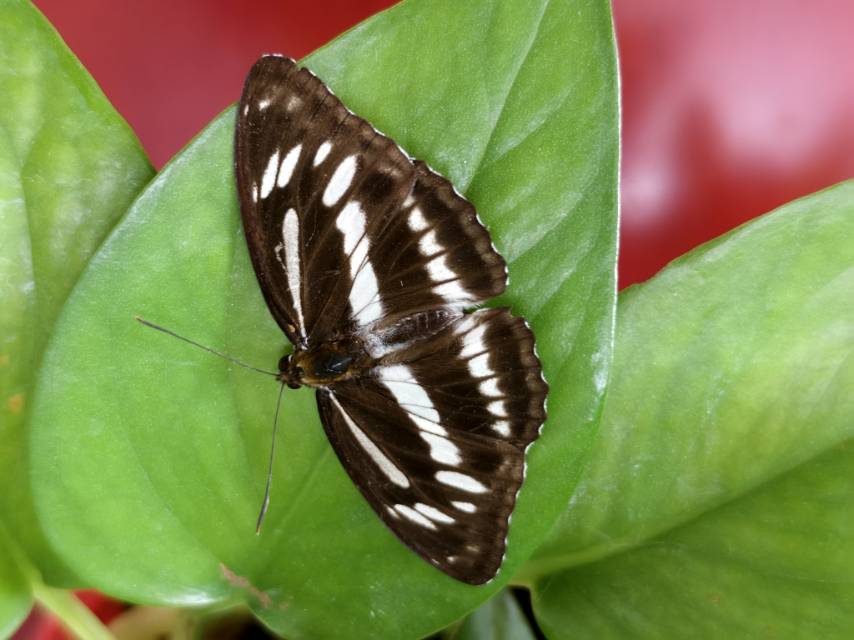 玉杵线蛱蝶