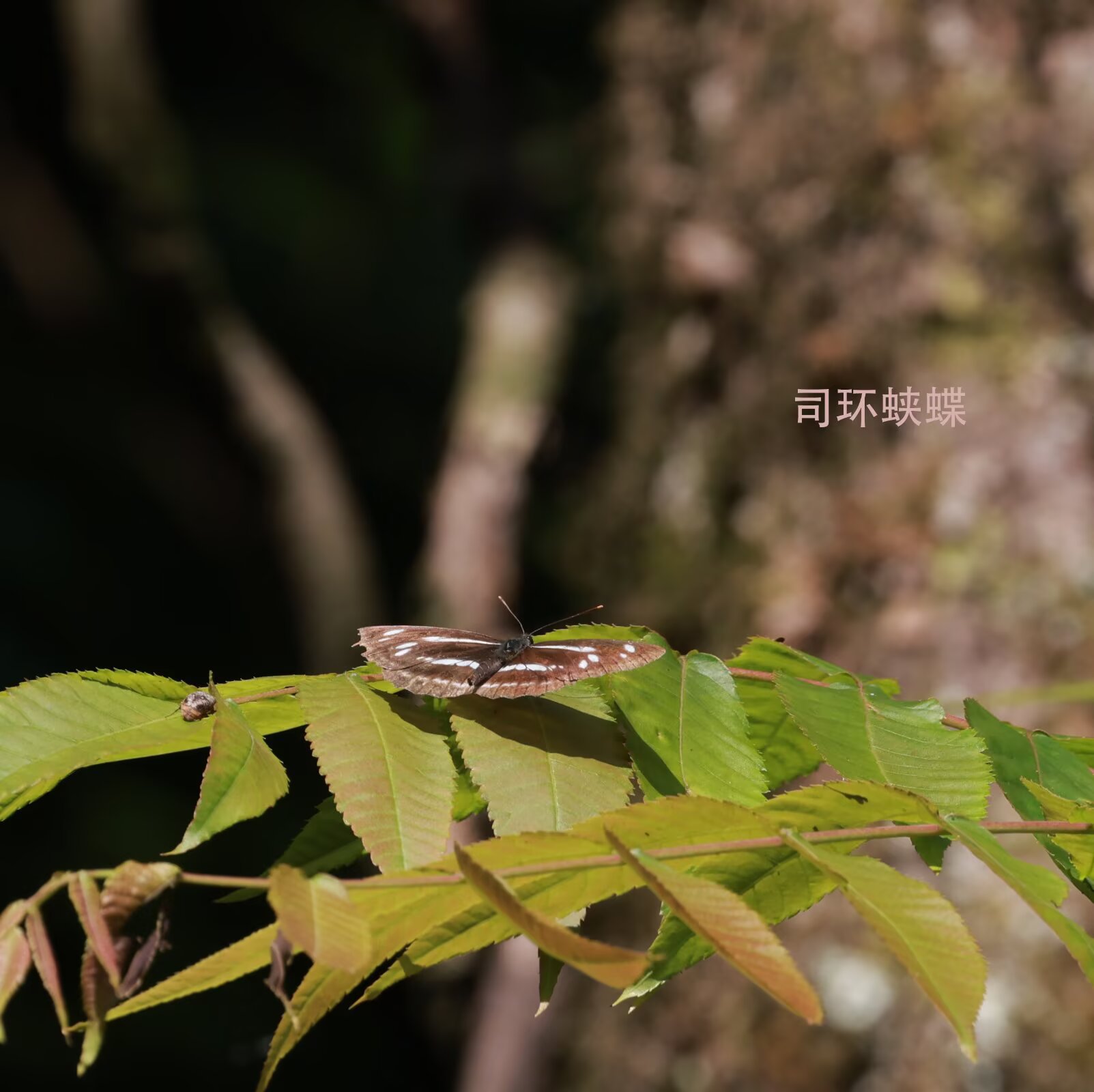 司环蛱蝶