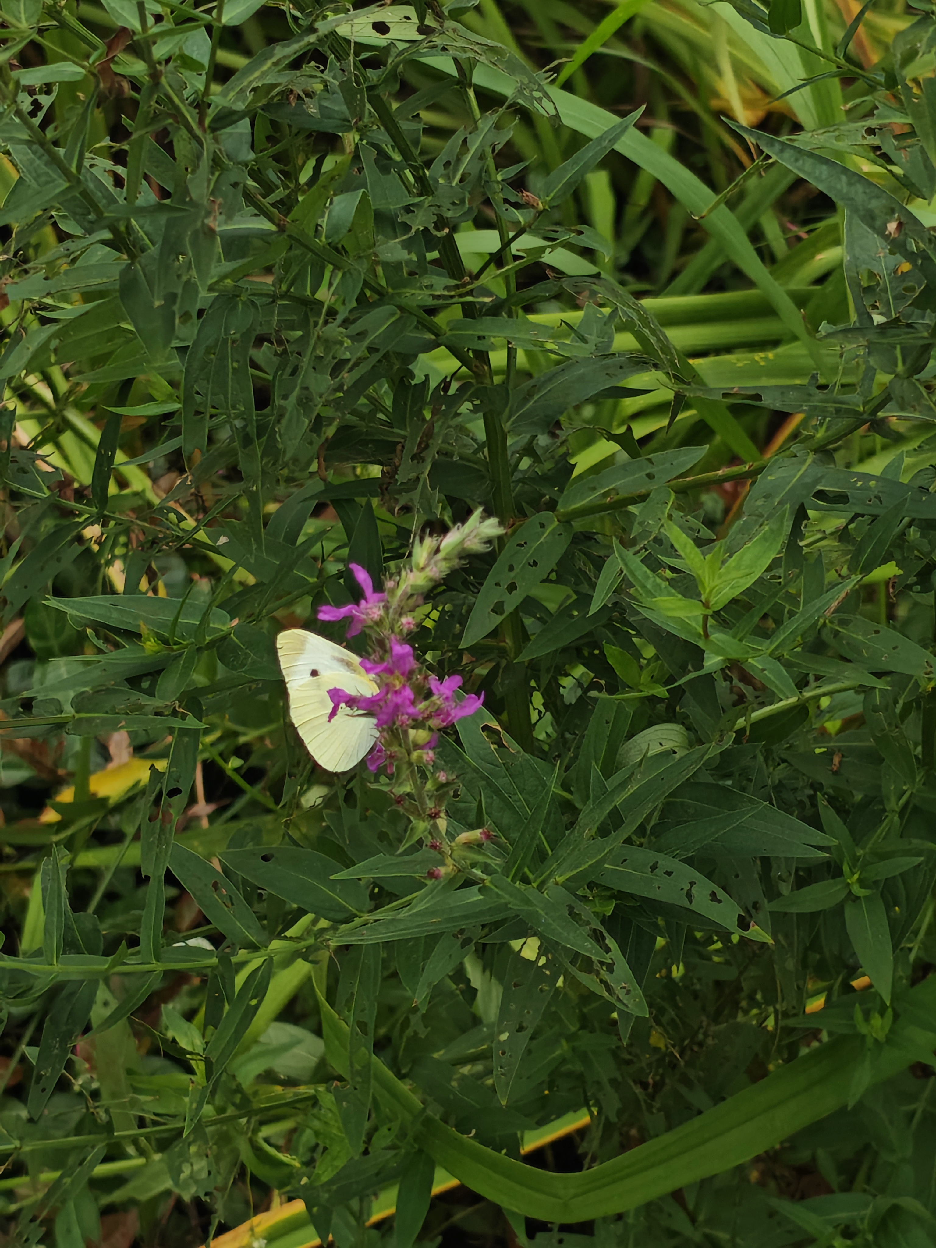 菜粉蝶