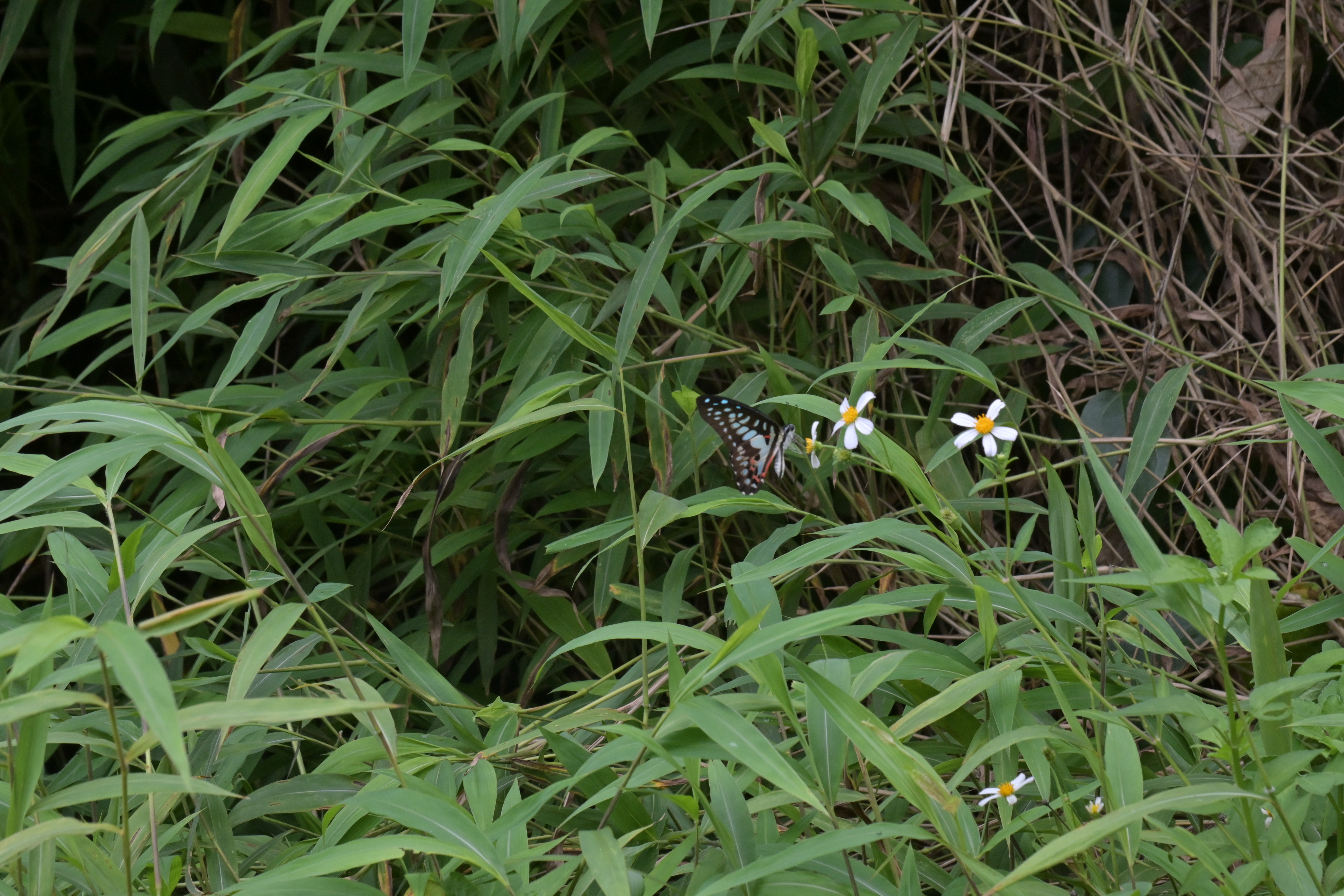 木兰青凤蝶