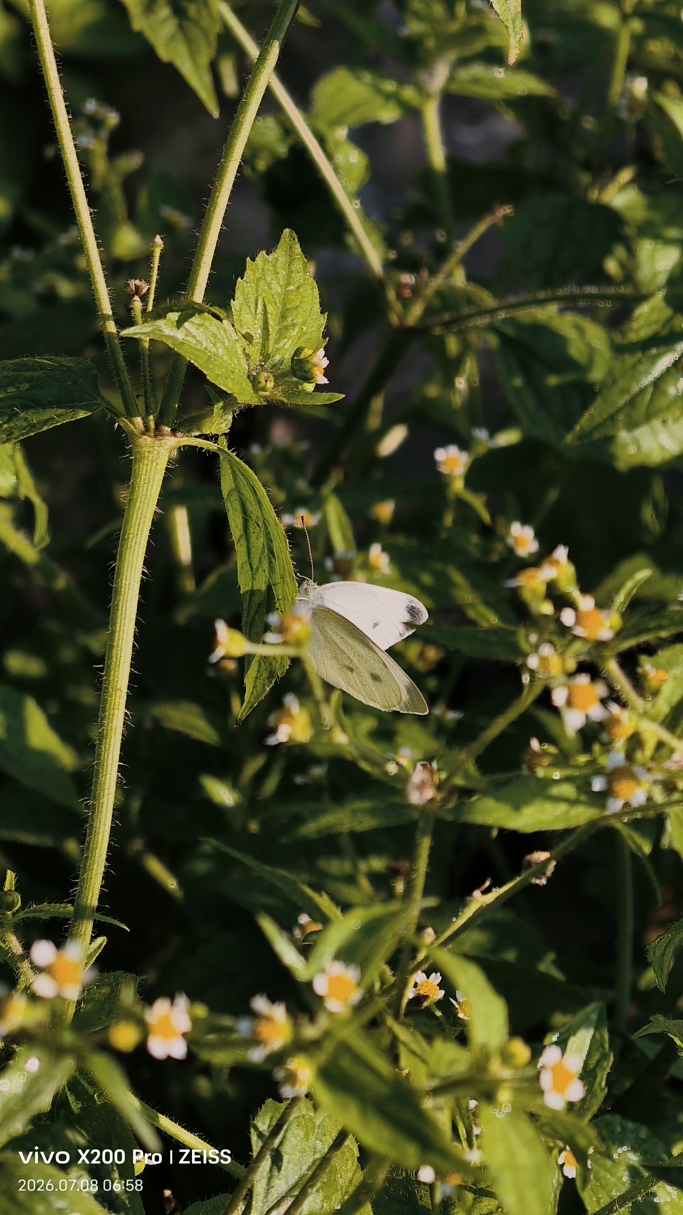 菜粉蝶