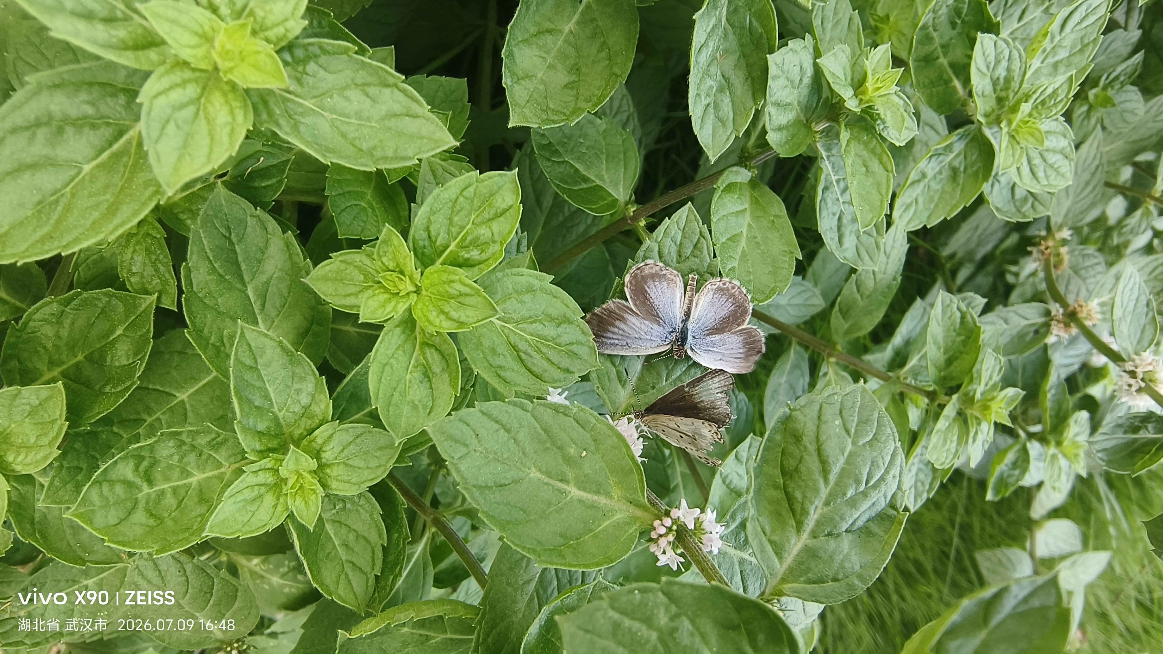酢浆灰蝶