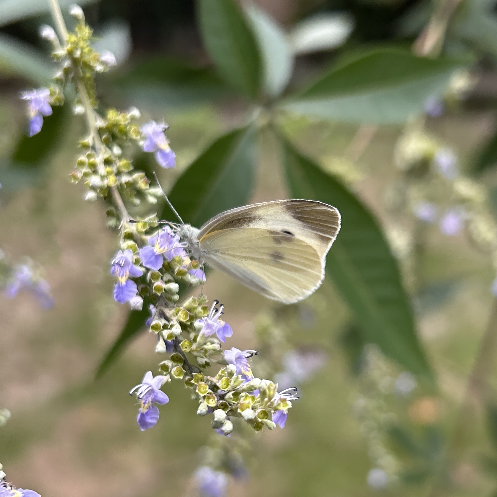菜粉蝶