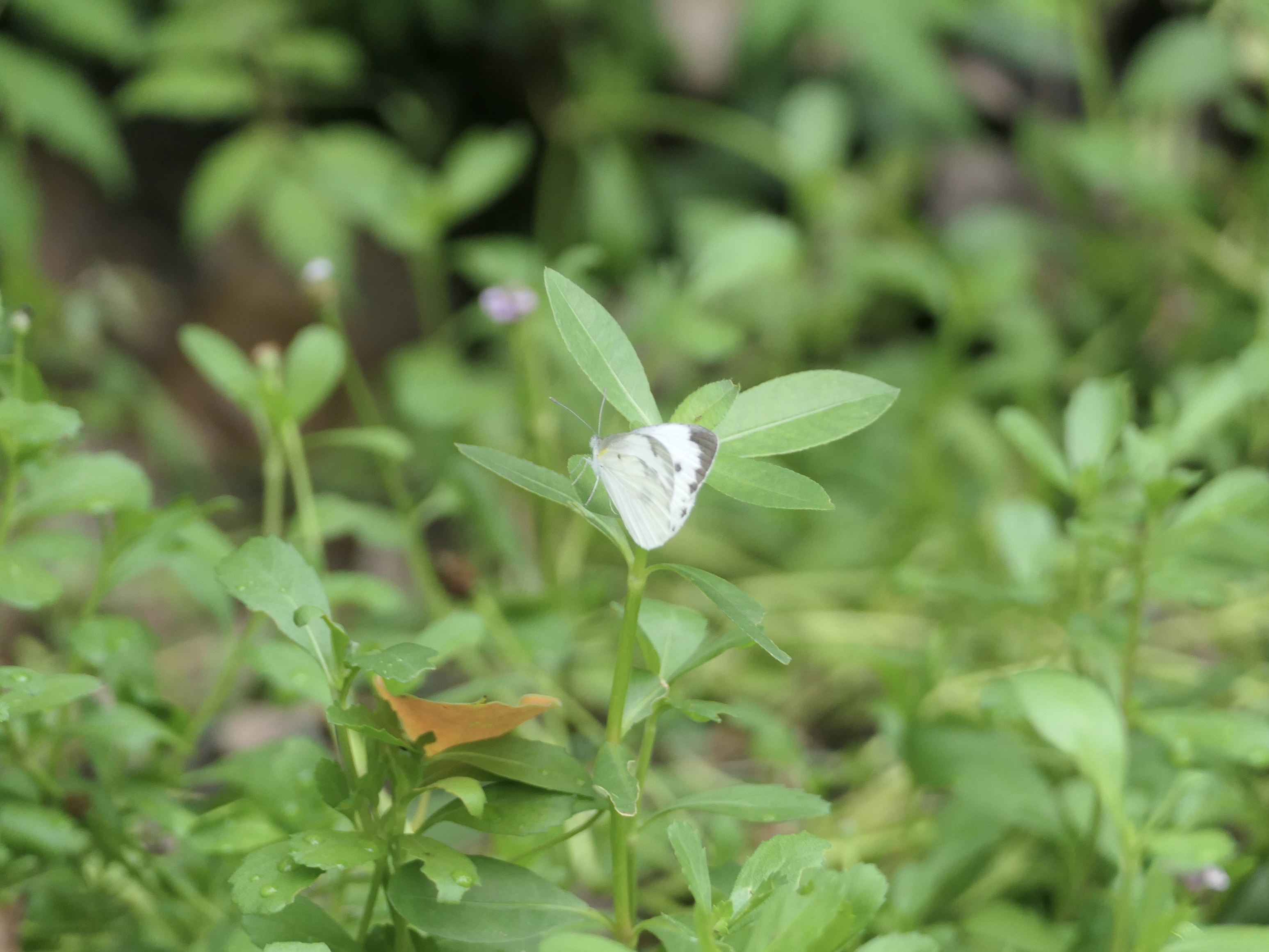 东方菜粉蝶