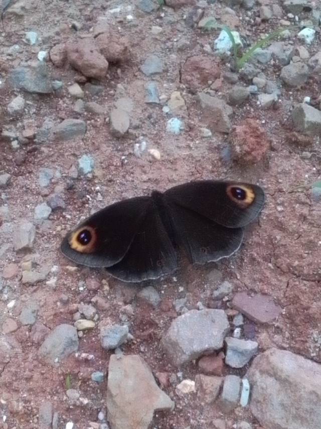 多型艳眼蝶