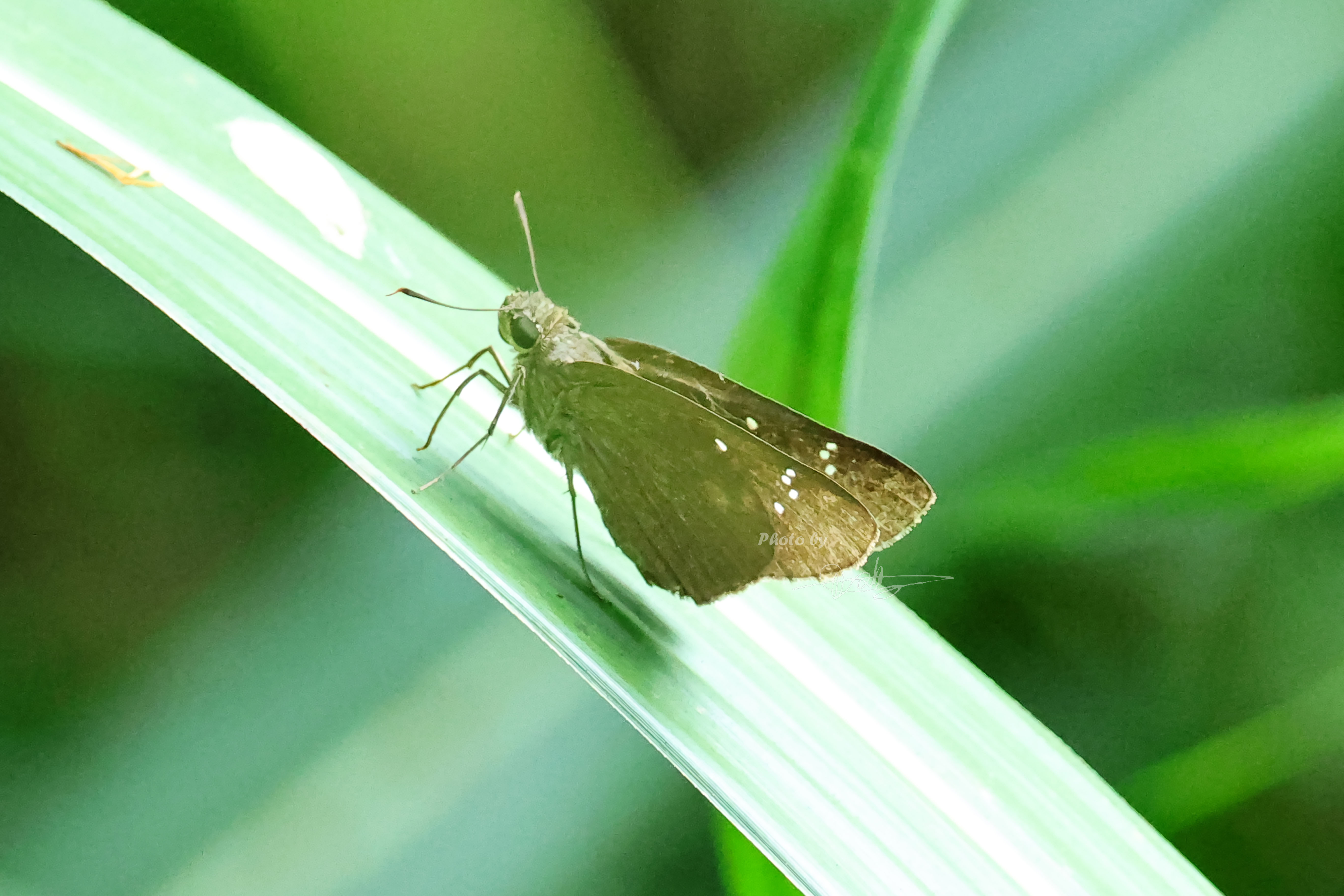 刺胫弄蝶